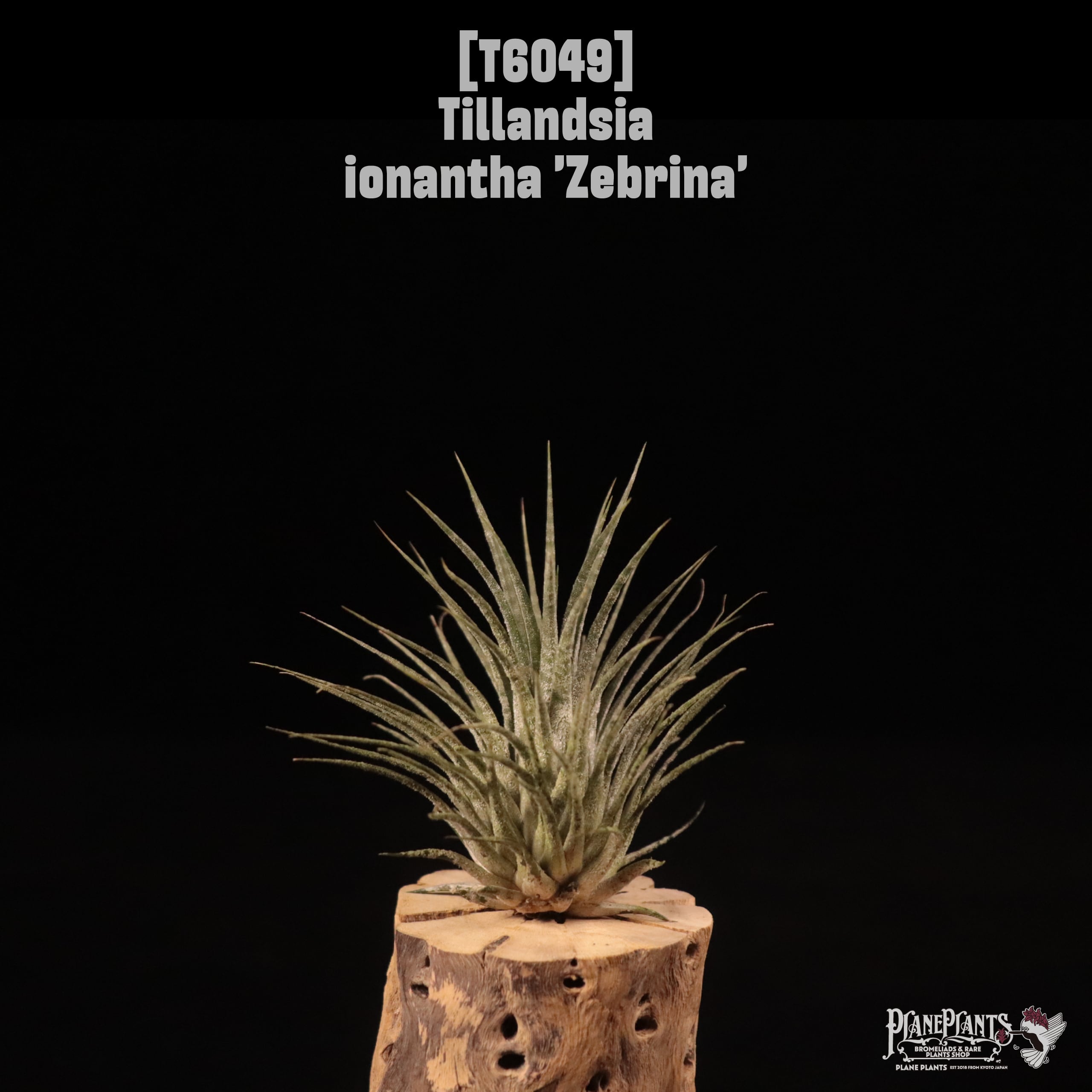Tillandsia ionantha 'Zebrina'〔ティランジア〕T6049