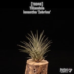 Tillandsia ionantha 'Zebrina'〔ティランジア〕T6049