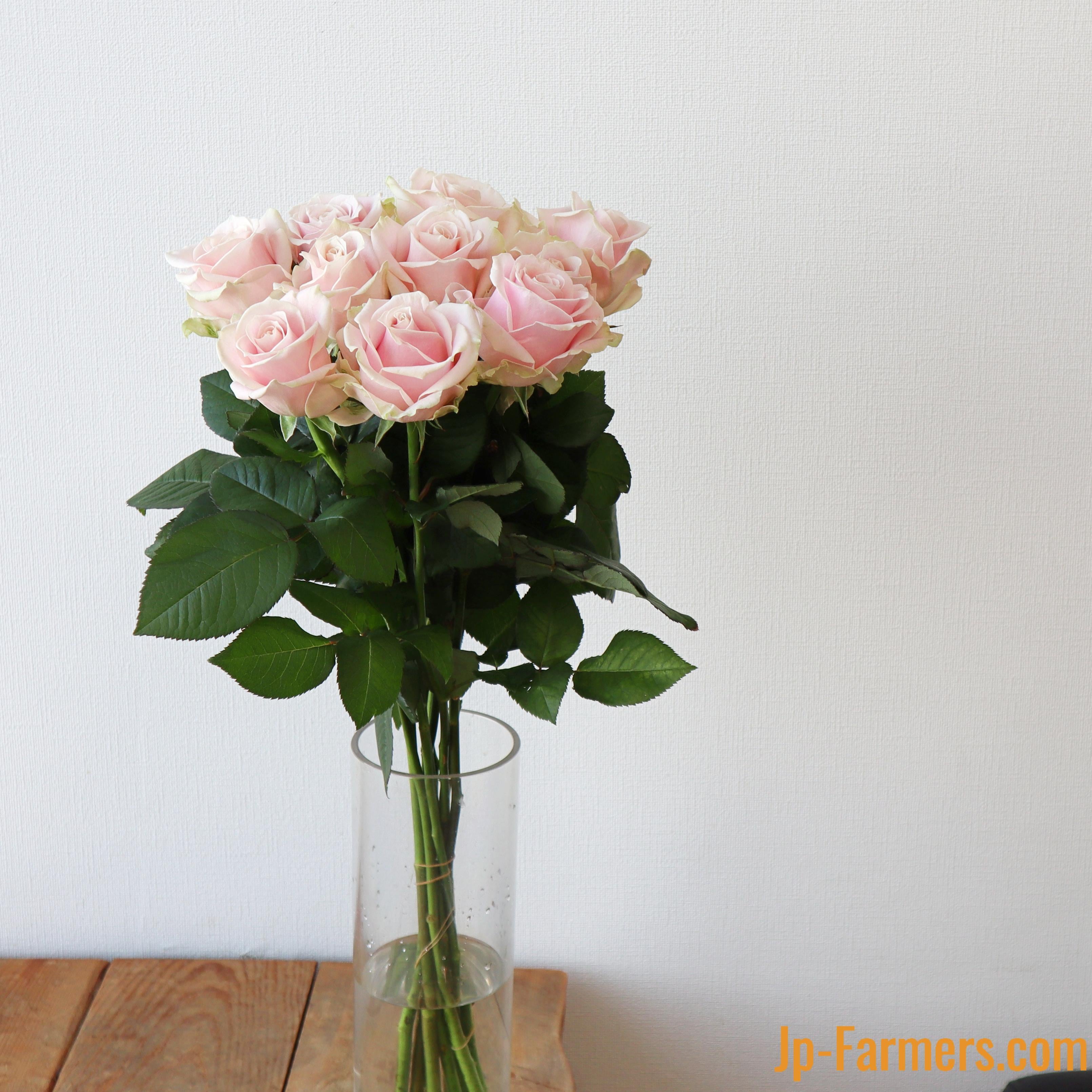 神田ばら園 10本 ☆バラ品種名： スイートアバランチェ | 新鮮お花問屋