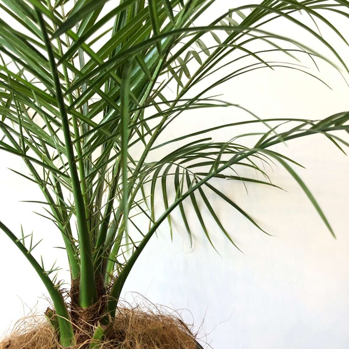 フェニックスロベレニーセット(植物:フェニックスロベレニー + 