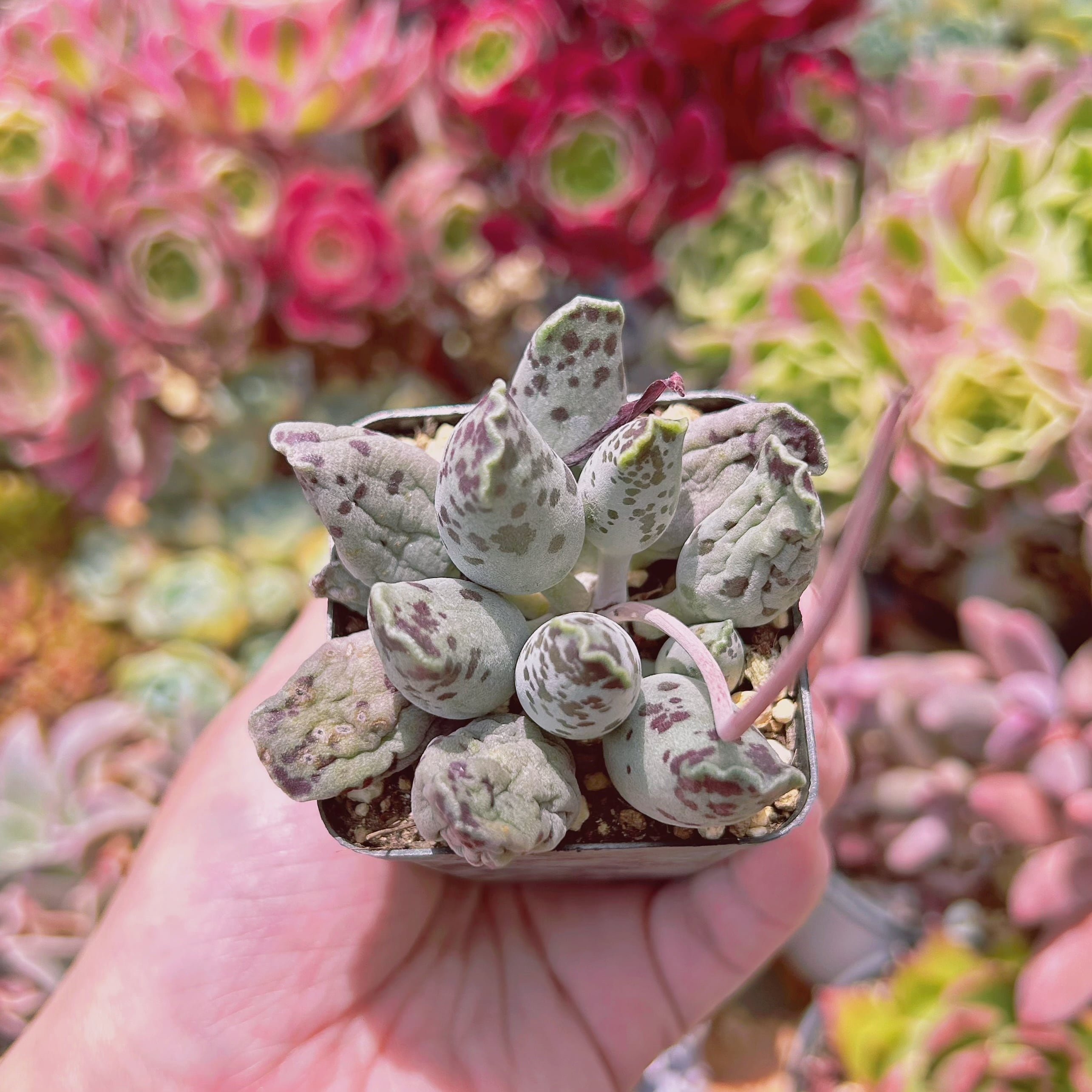 現物　多肉植物　アザラシ　