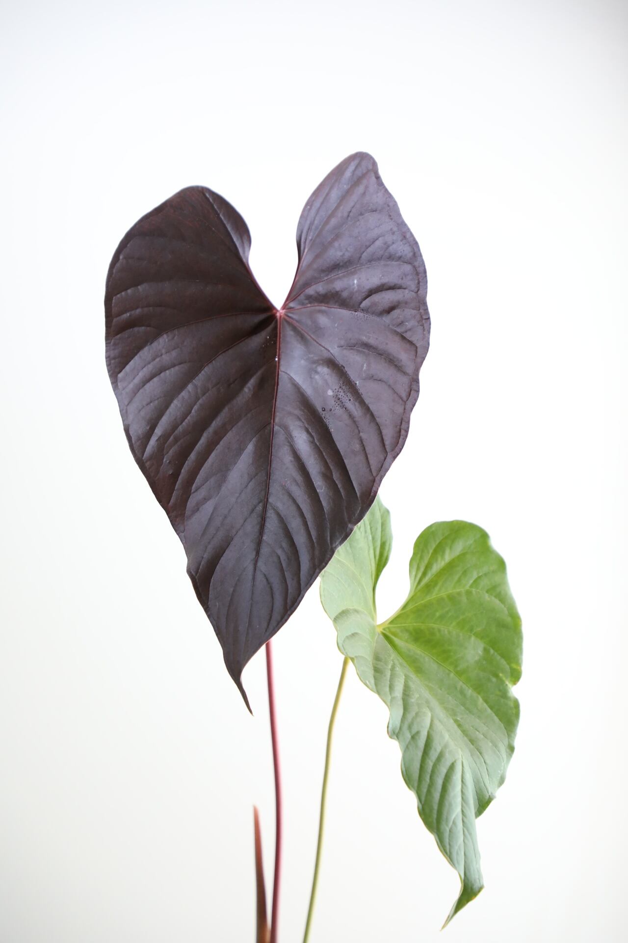 L】アンスリウム ロムズレッド/Anthurium ※ウッドポットカバー付き