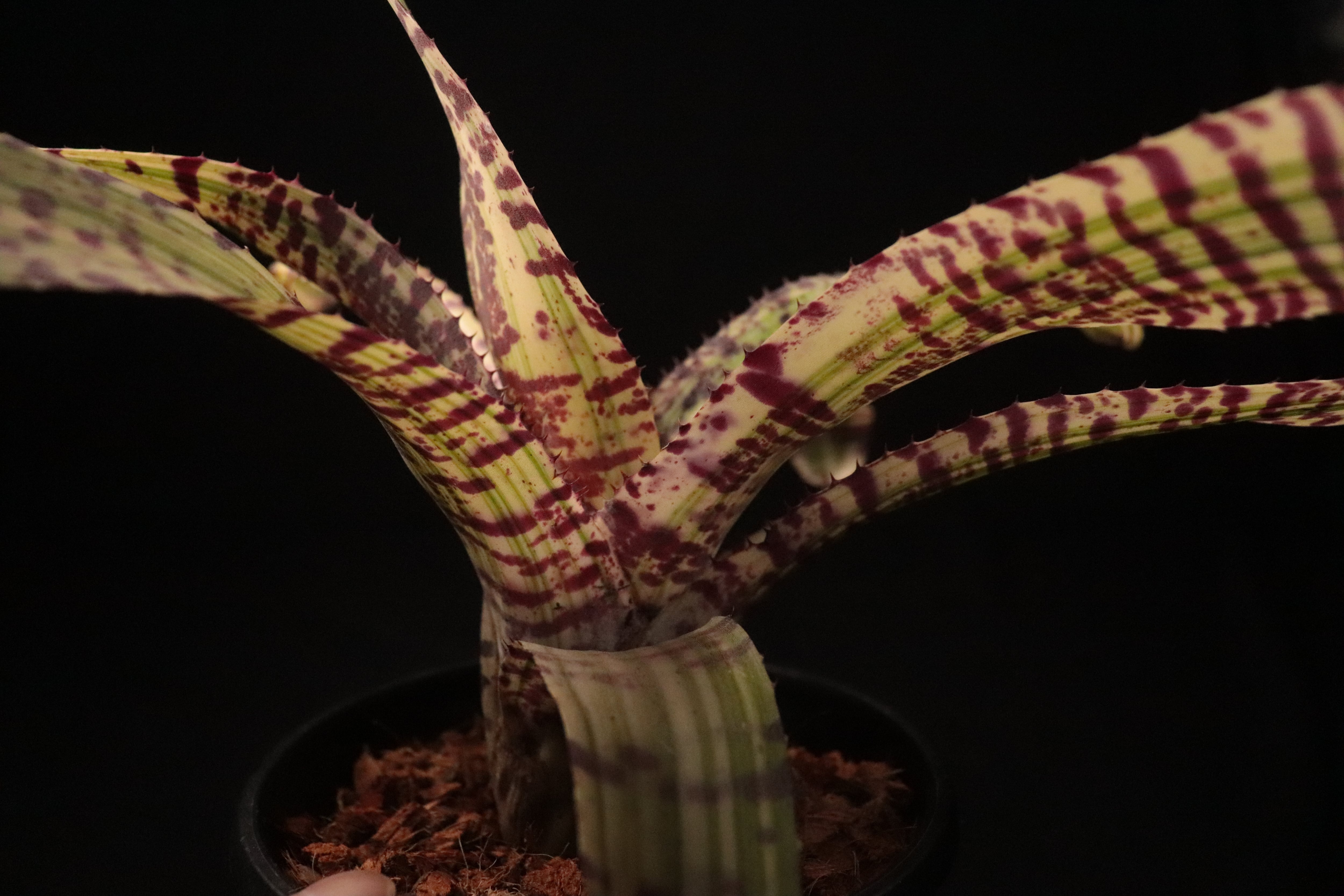 送料無料】Neoregelia 'Moon Rainbow' x 'Tiger Hybrid'〔ネオレゲリア