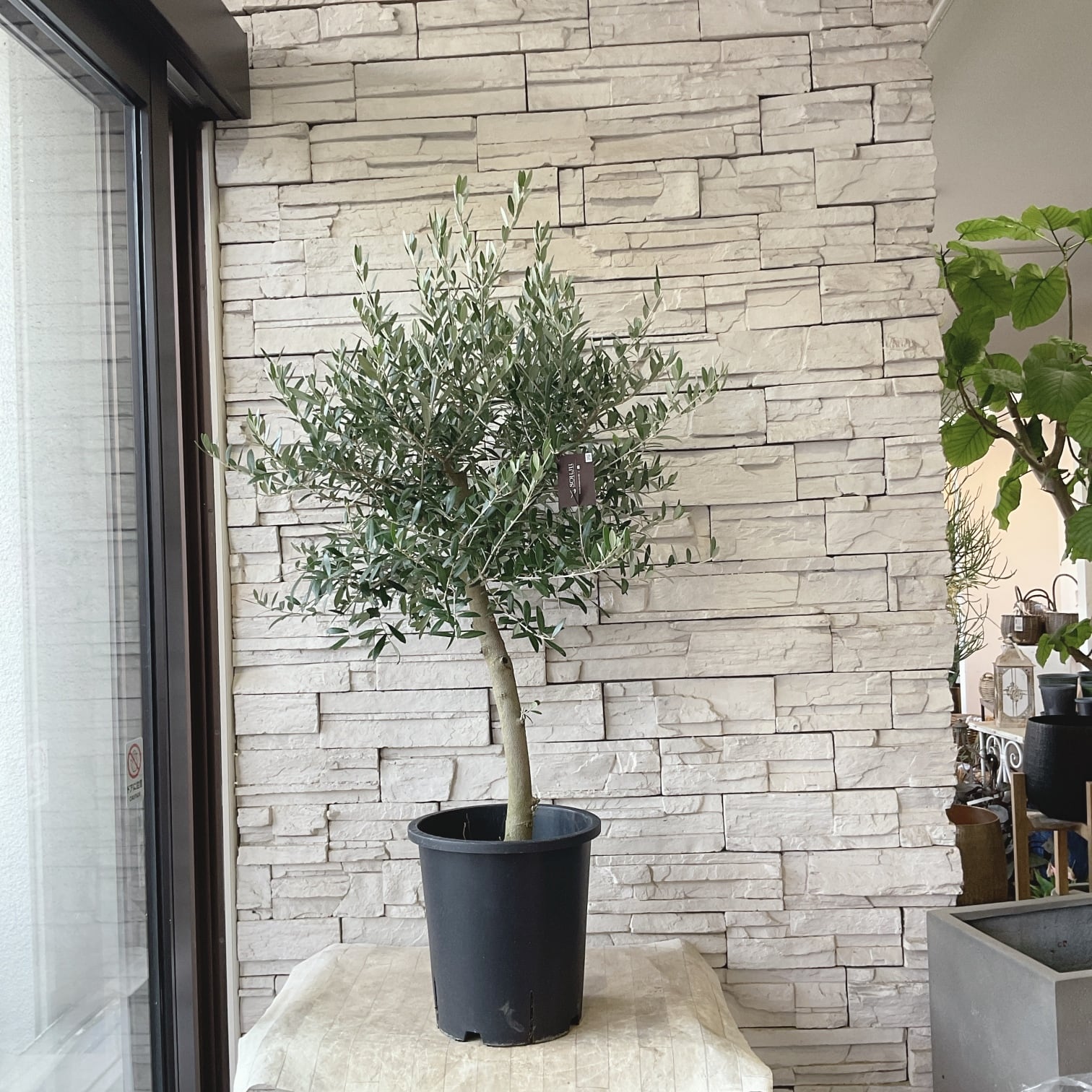 オリーブの木 | 橋本種苗園