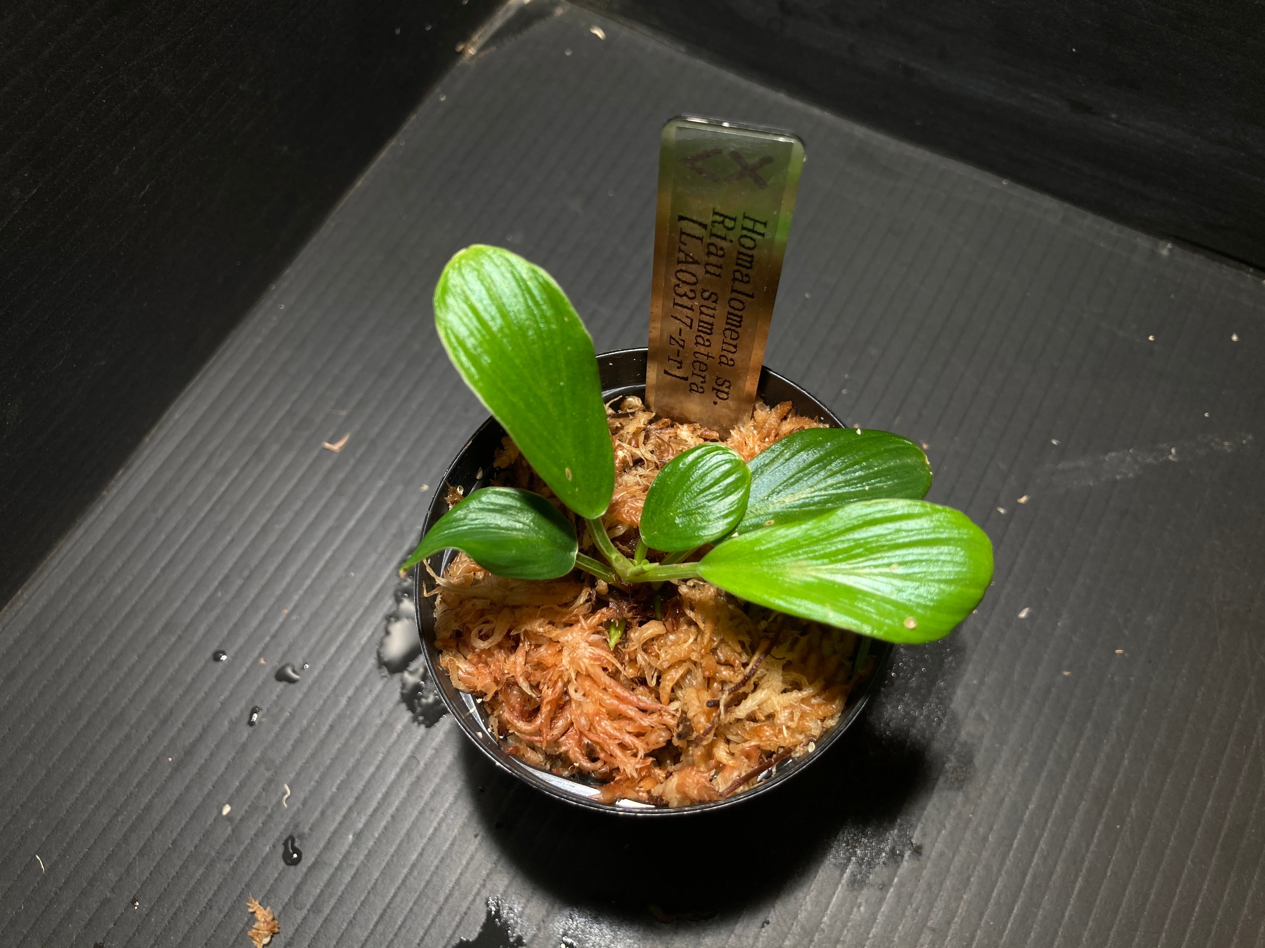 ウ*カ様 LAタグ付　ホマロメナ ホマロメナsp.“濡烏” Homalomena【LA0518-02】