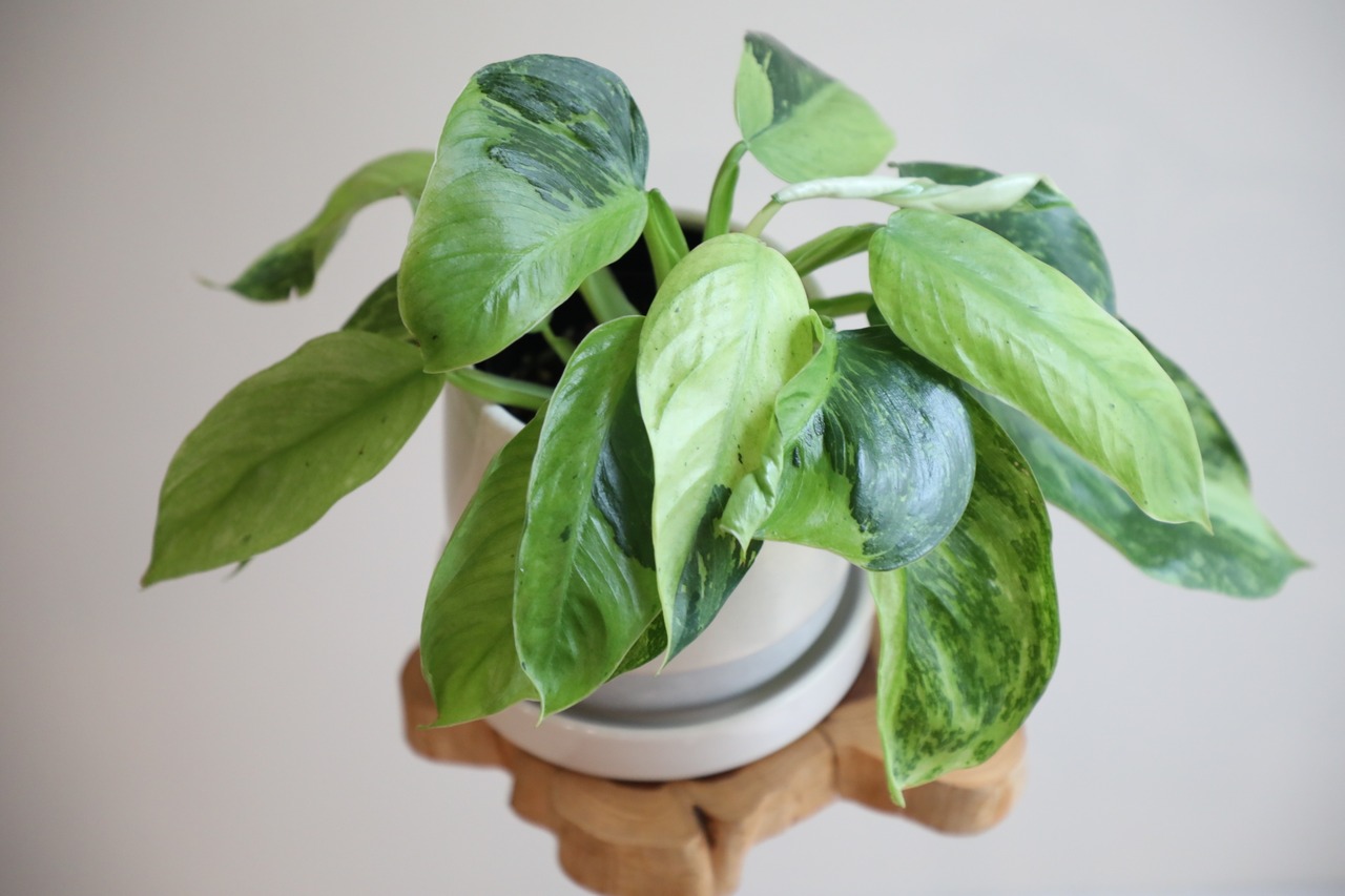 【希少】【M】フィロデンドロン ジョセボーノ/Philodendron  ※陶器鉢付き