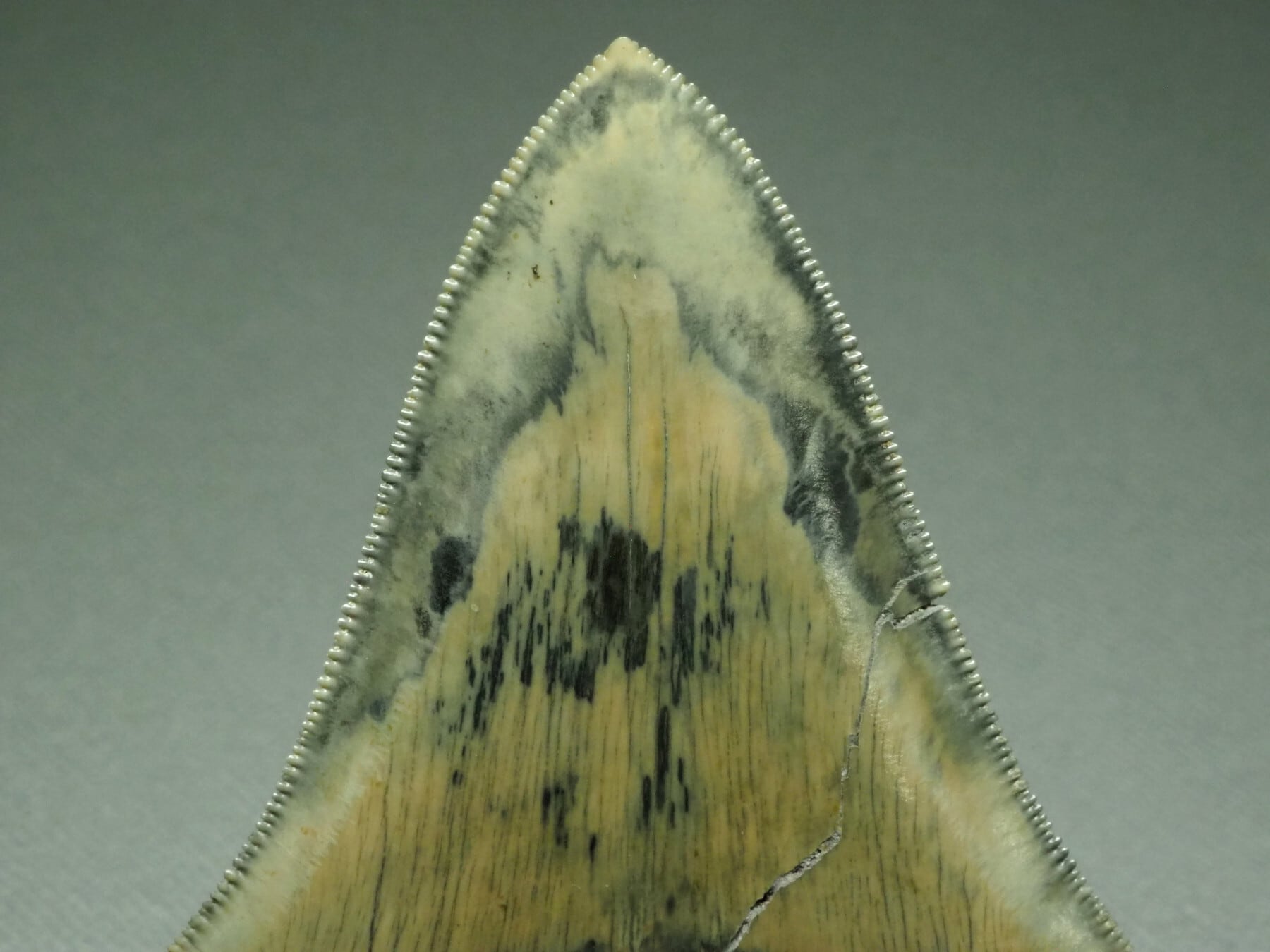人気のブラック！メガロドンの歯【Carcharocles megalodon】【107mm