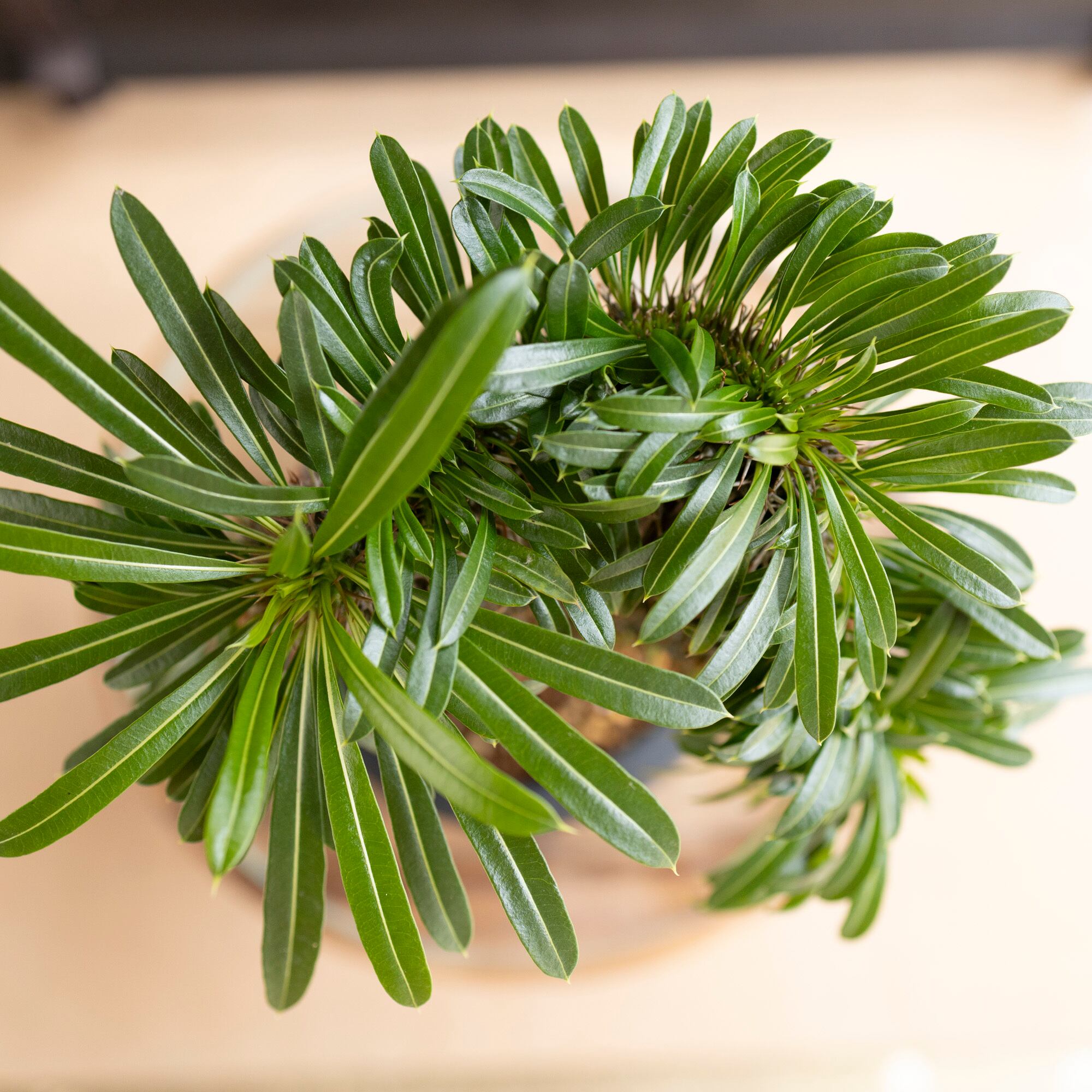 大株】ラメリー 綴化 パキボディウム 接木 5号陶器鉢 コーデック