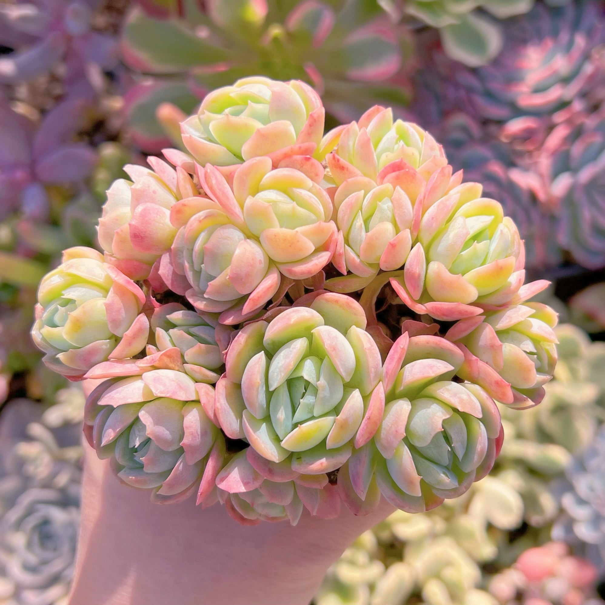 多肉植物　クリームベリー　群生　新入荷　るる農園