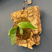 ビカクシダ　Platycerium alcicorne 板付け【620】【再撮影】