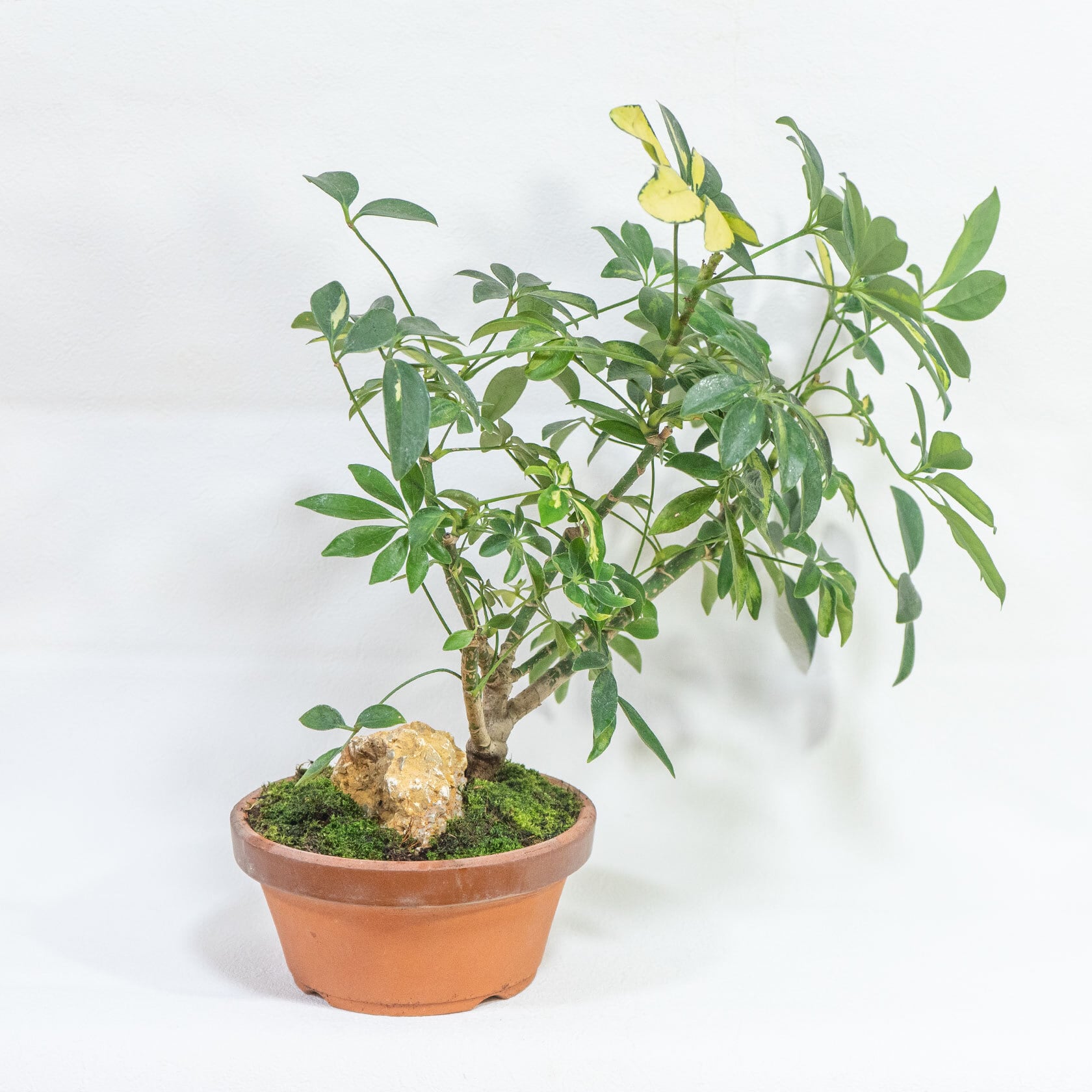 斑入り植物 シェフレラ・バリエガータ 和洋どちらにも合う盆栽風の一点物