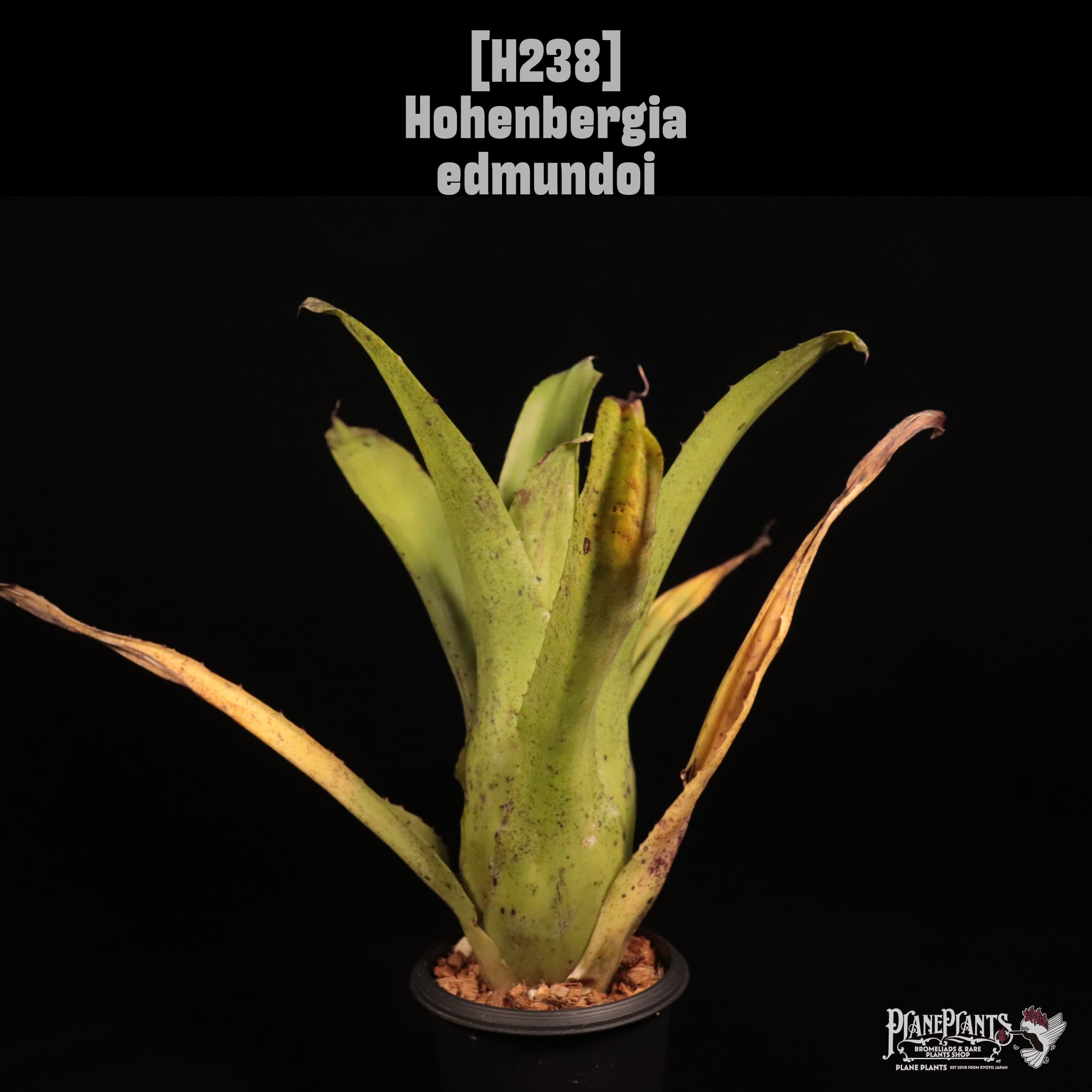 Hohenbergia edmundoi〔ホヘンベルギア〕H238