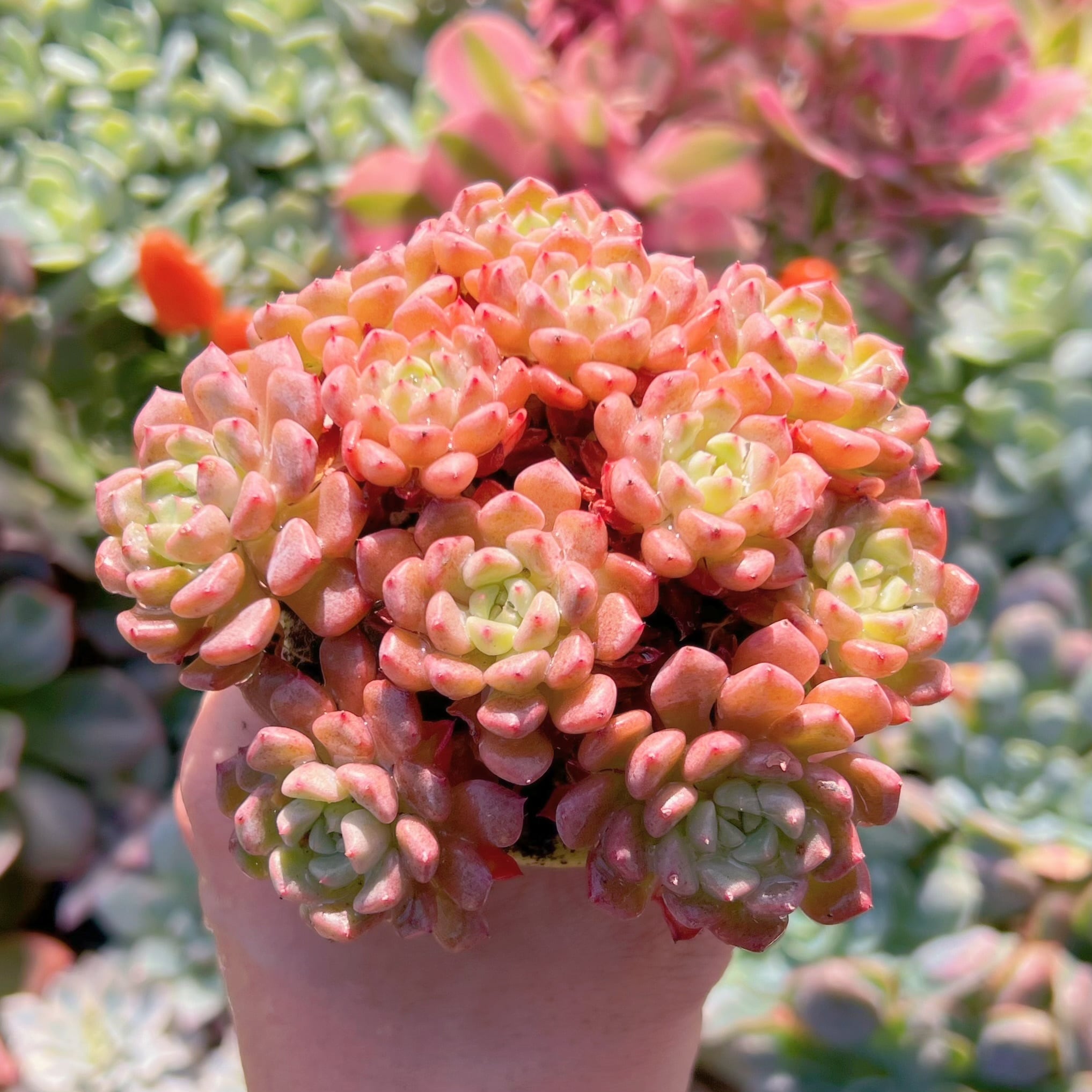 多肉植物 スノーピーチ 群生 新入荷 るる農園 | るる農園~多肉植物専門