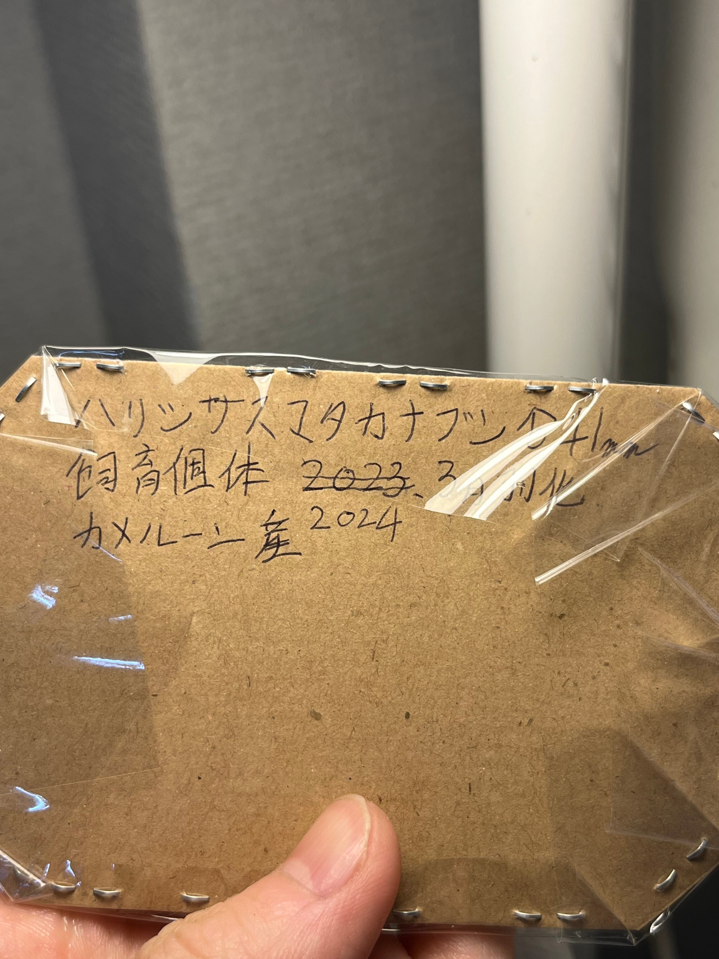 41mm♂】ハリシサスマタカナブン 標本ニジイロクワガタウグイスコガネ