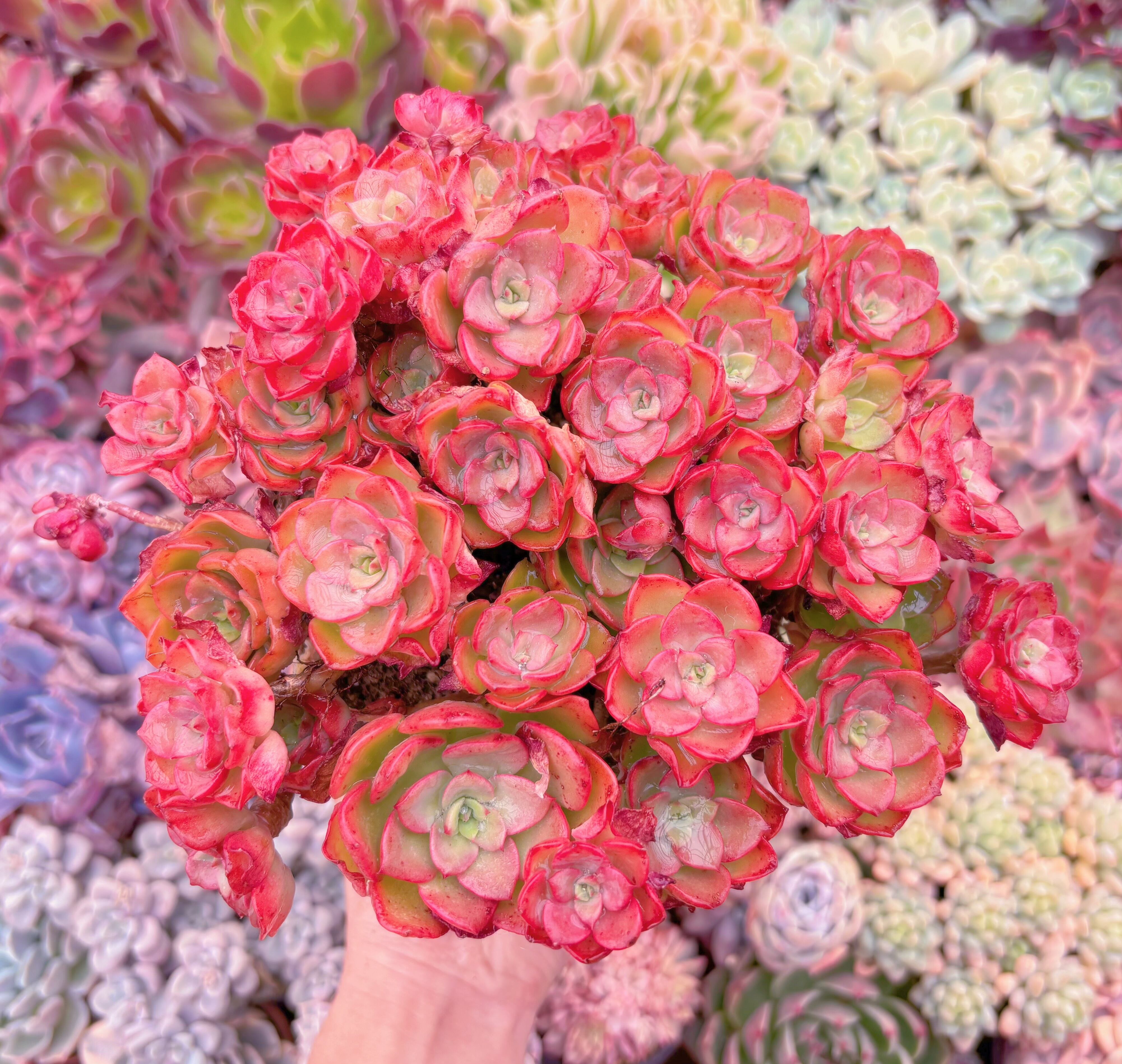 現品　ノーブル#A28　特特大群生　新入荷　るる農園