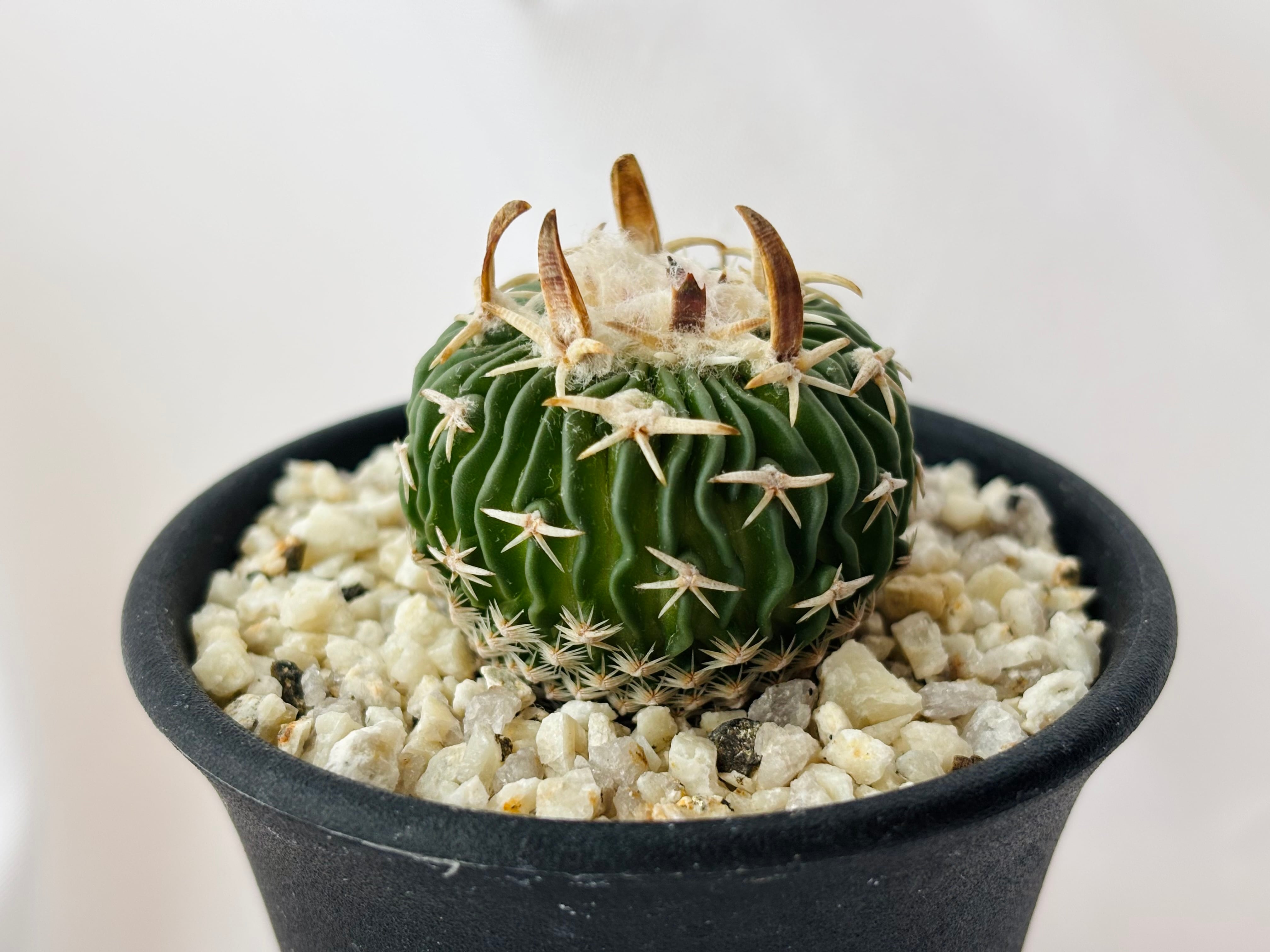Echinofossulocactus phyllacanthus エキノフォスロカクタス 白玉  サボテン