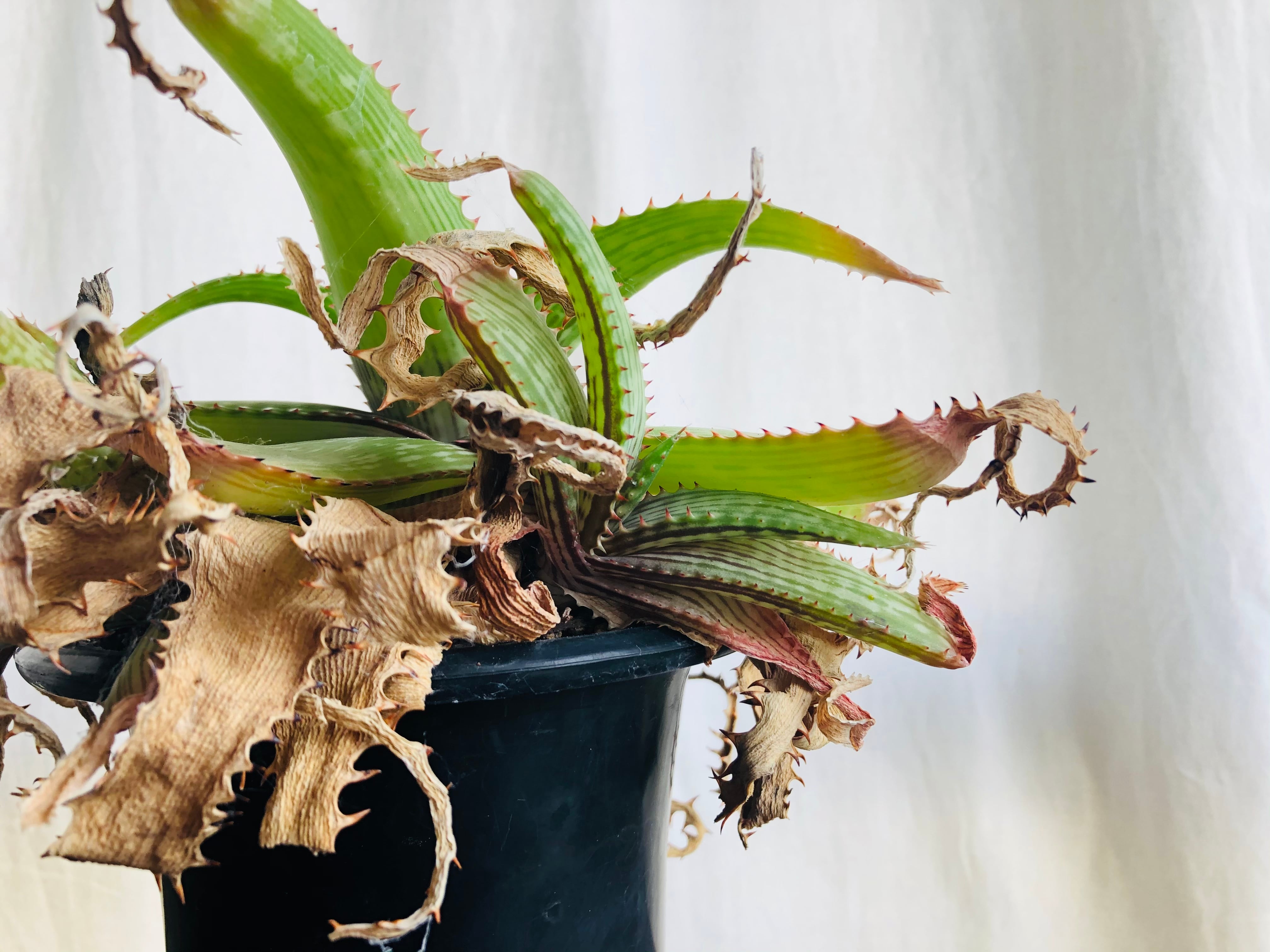 Aloe branddraaiensis アロエ ブランドレイエンシス | plants MARU