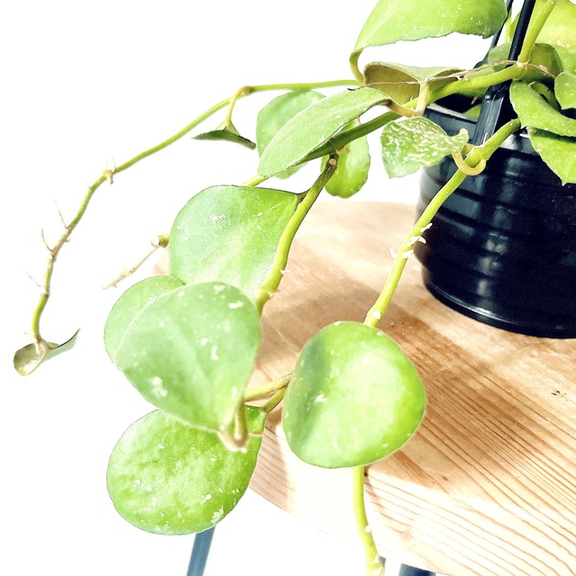 ホヤ ワイマニアエ｜丸葉が愛らしい一点もの 4号鉢｜calm cafeセレクト