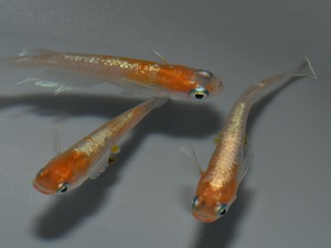 RCE＋ M ll 雄1匹＋雌2匹　【現物】