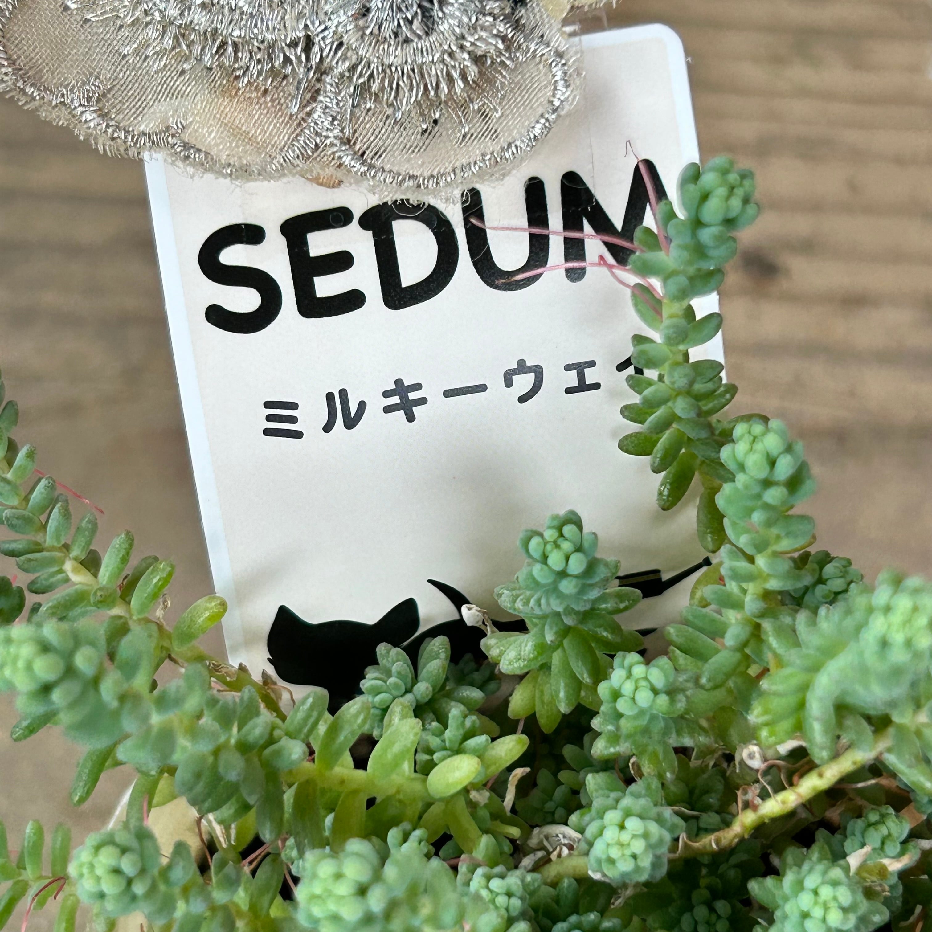 ミルキーウェイ | RuPo 多肉植物専門店