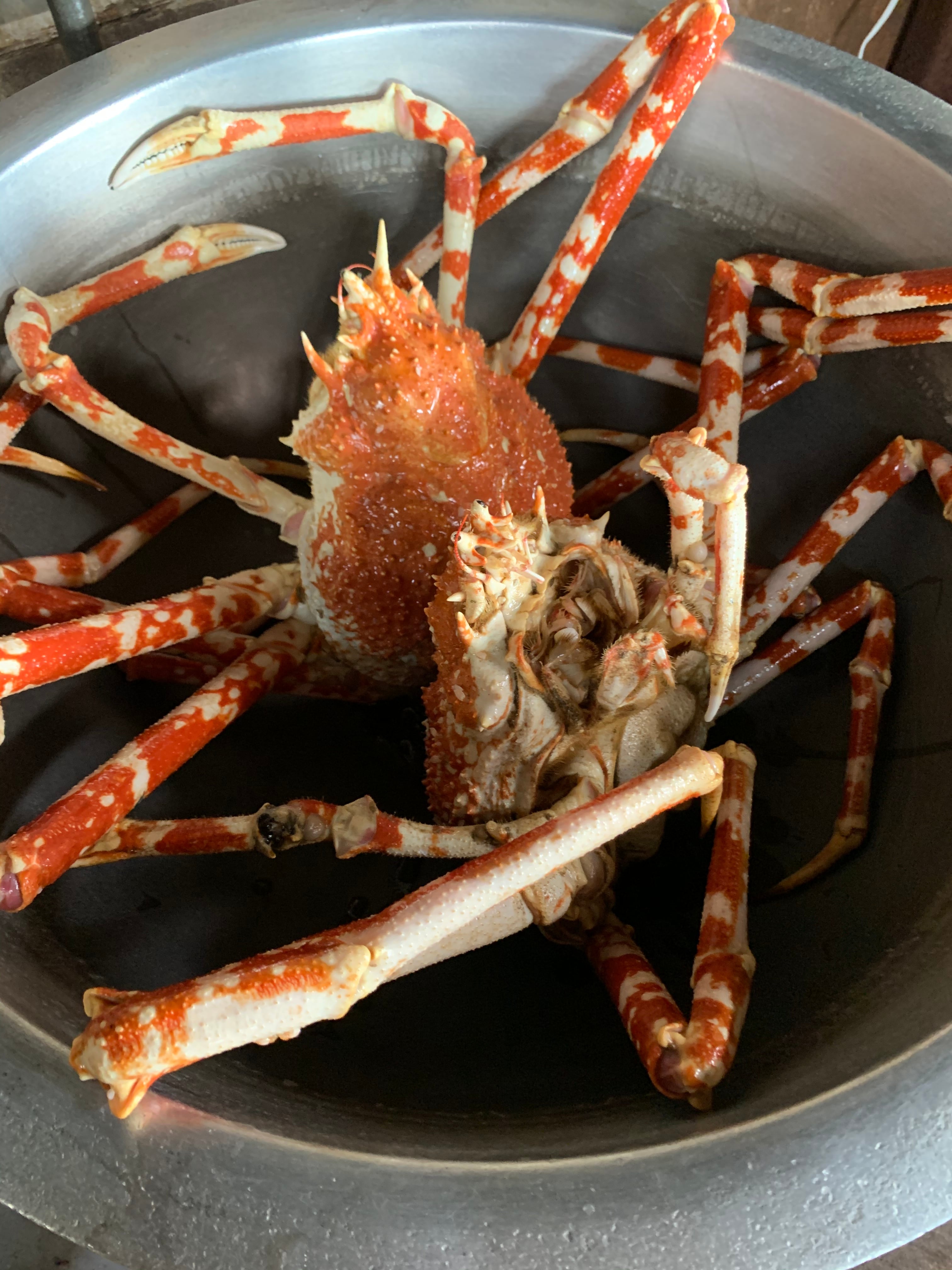 旬の特大限定 朝ゆで蒲郡産タカアシガニ 特大ｻｲｽﾞ (ｸｰﾙ代大ｻｲｽﾞ990円込