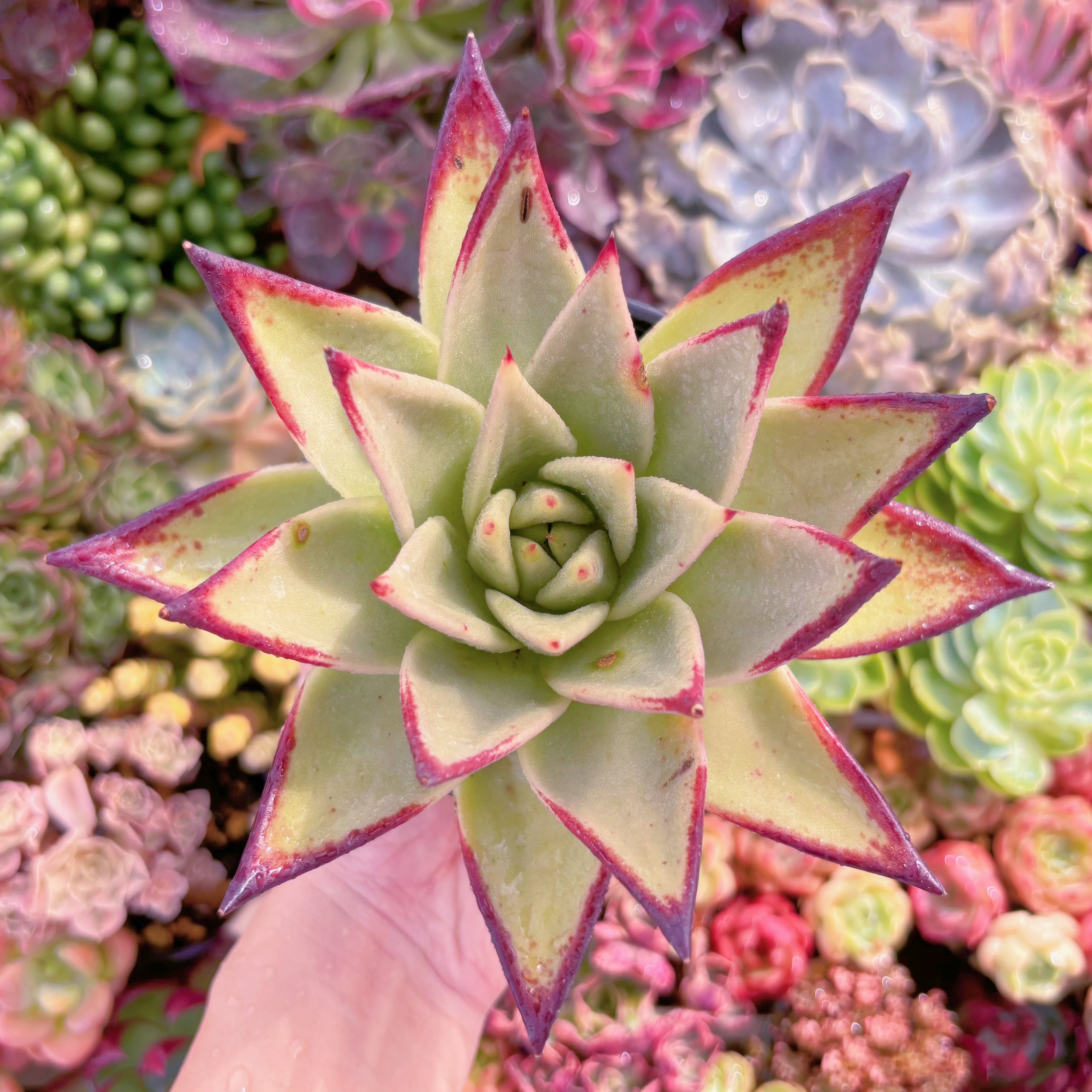 現品　黒魔王#B02　特大苗　るる農園