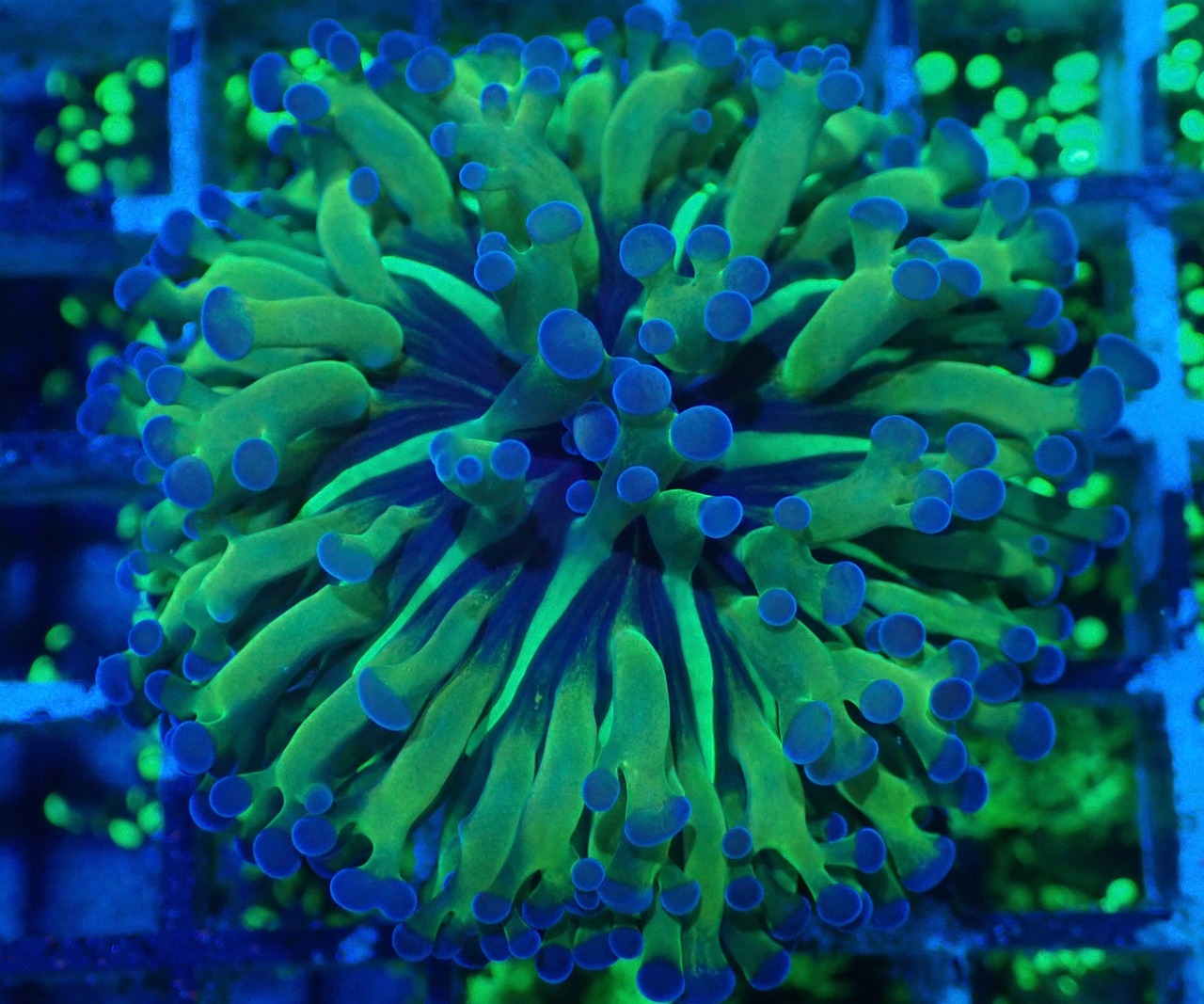 ParaAncora Hologram 6