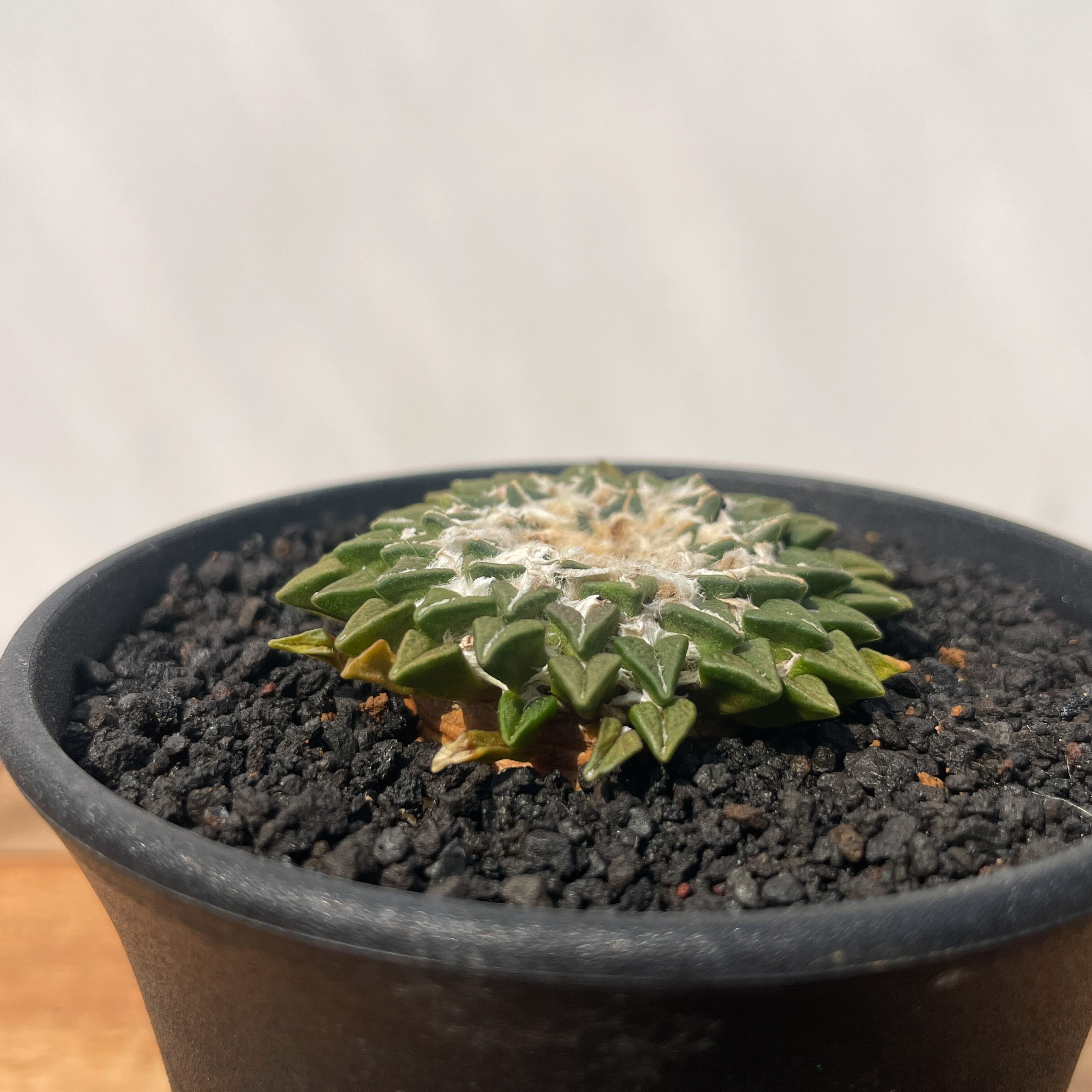 Ariocarpus kotschoubeyanus【アリオカルプス・姫牡丹・実生