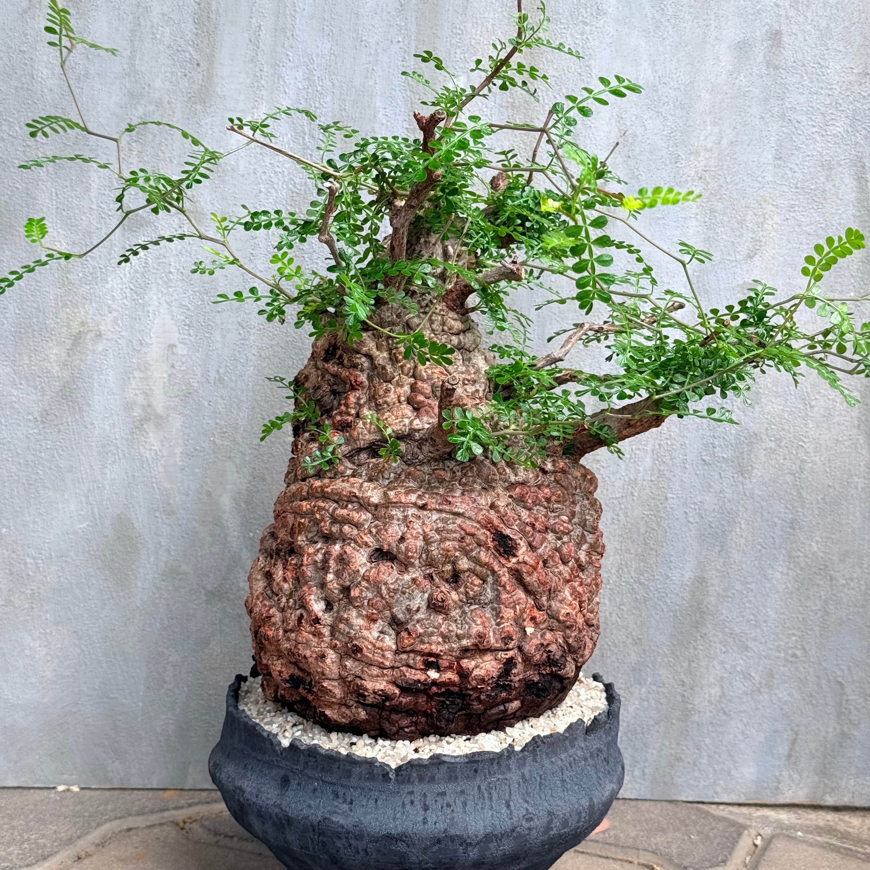植物×鉢】オペルクリカリア パキプス 発根済み現地株 ×陶器鉢 | A-PLANTS