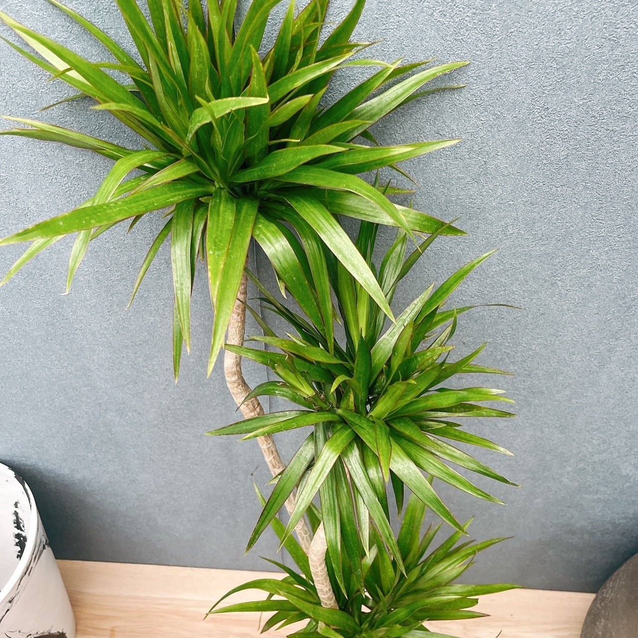 現品］【希少】15番 ドラセナ ナビー 6号 観葉植物 大型 室内 おしゃれ