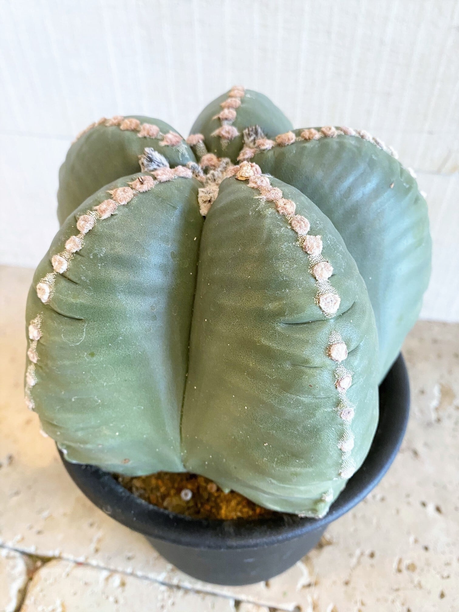 サボテン ランポー玉 ※5号鉢サイズ | Botanical56