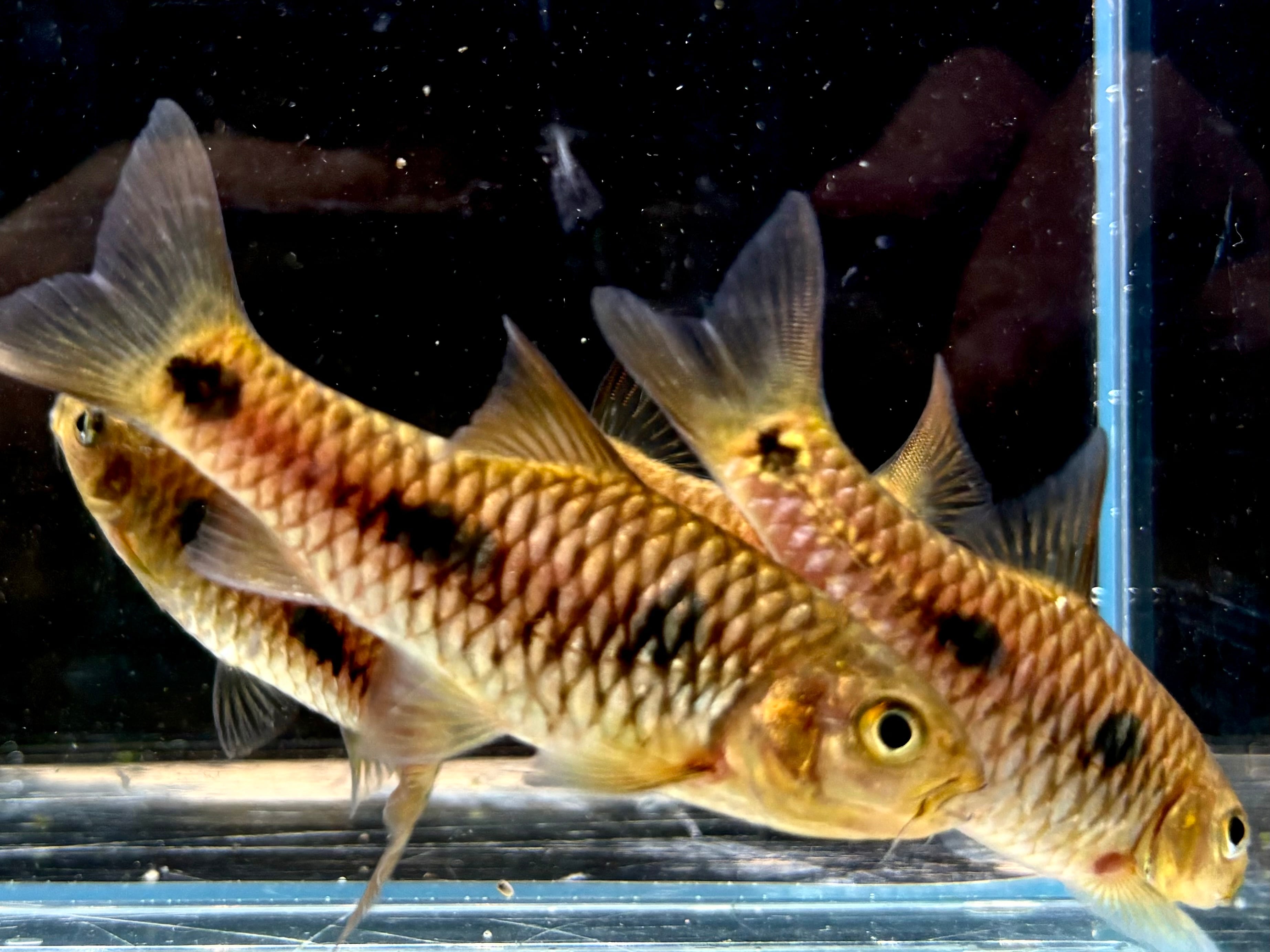 バルブスsp. Coyah 7〜8cm± ギニア産 | AQUASTYLEG