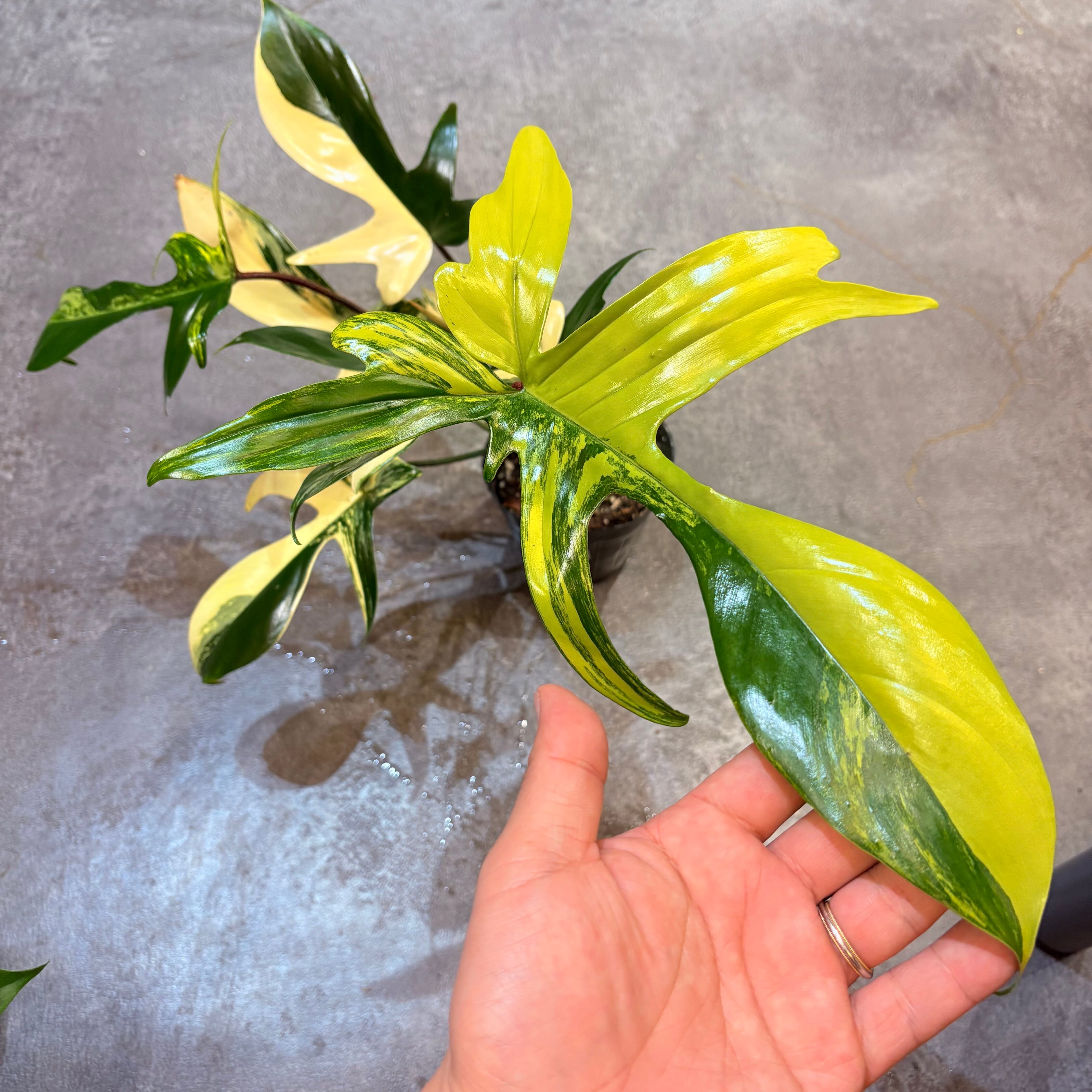 フィロデンドロン フロリダビューティー【B】 | Green Vibes 宇都宮市