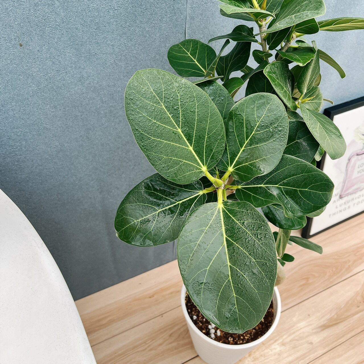 現品］A1 フィカス ベンガレンシス 曲がり 8号 観葉植物 室内 大型