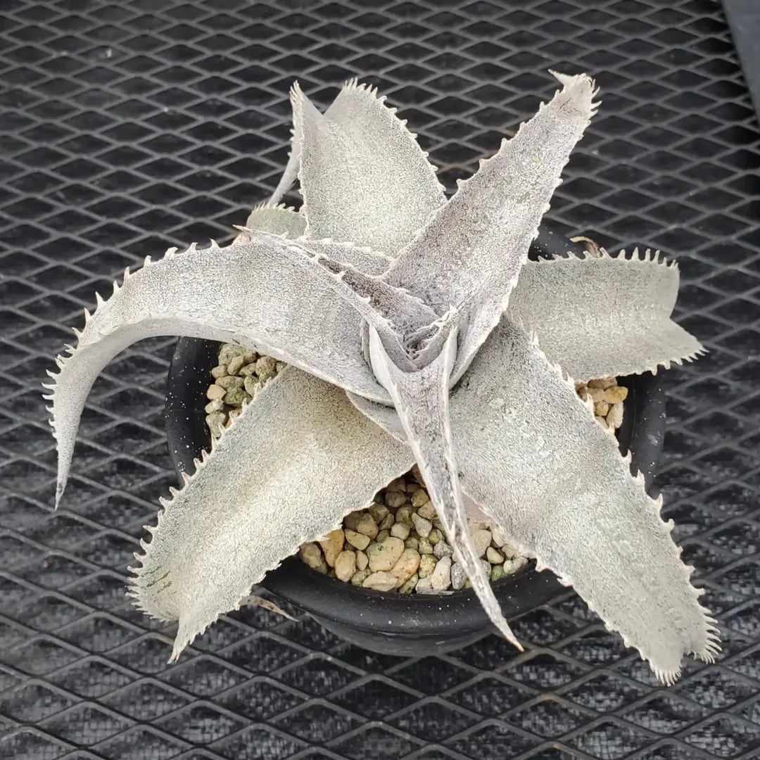 レア ディッキア Dyckia 'Fangus Whiteus' Dyckia（ディッキア） | レアプランツ通販サイトPlants Maniax