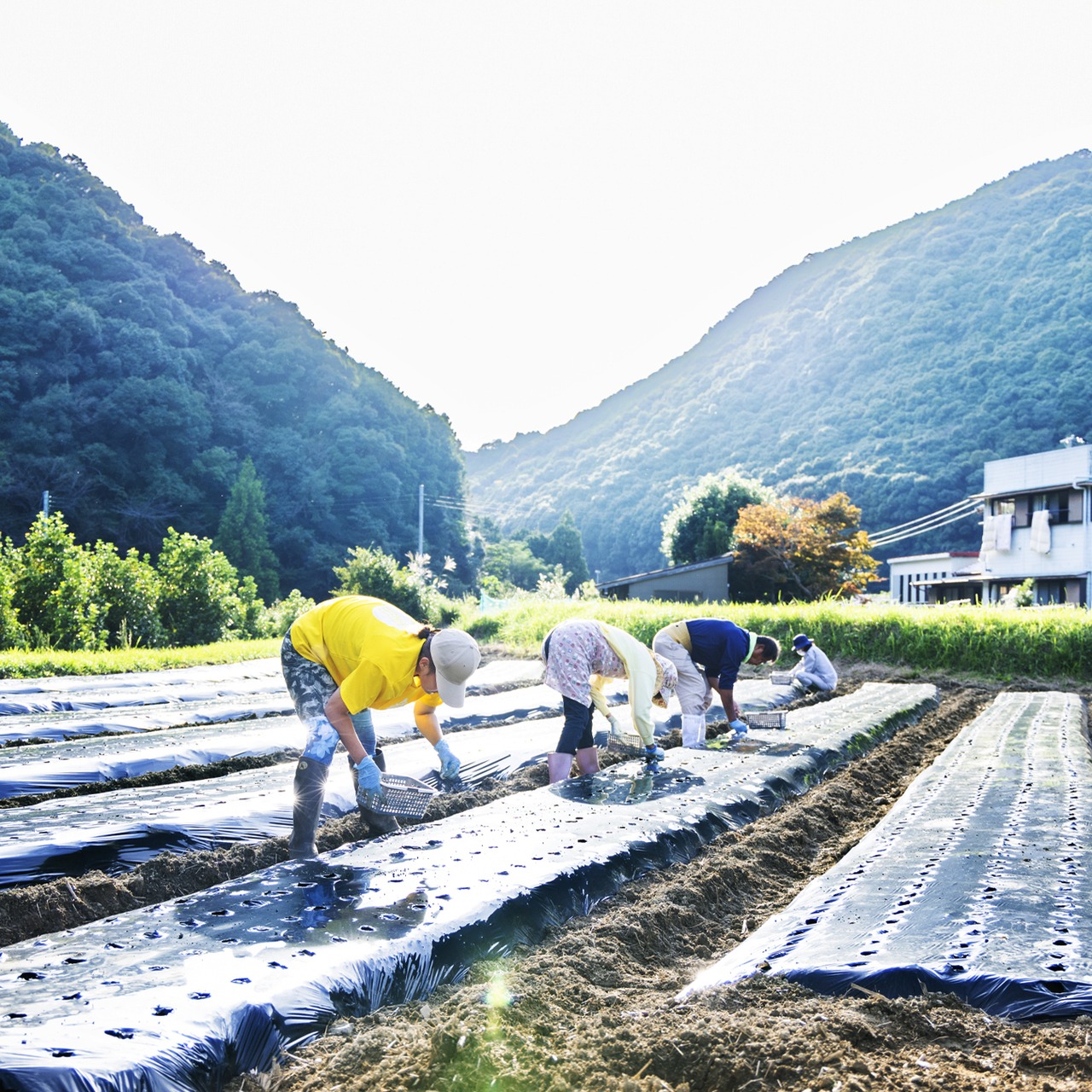 にんにく2kg(農薬・化学肥料・除草剤不使用)