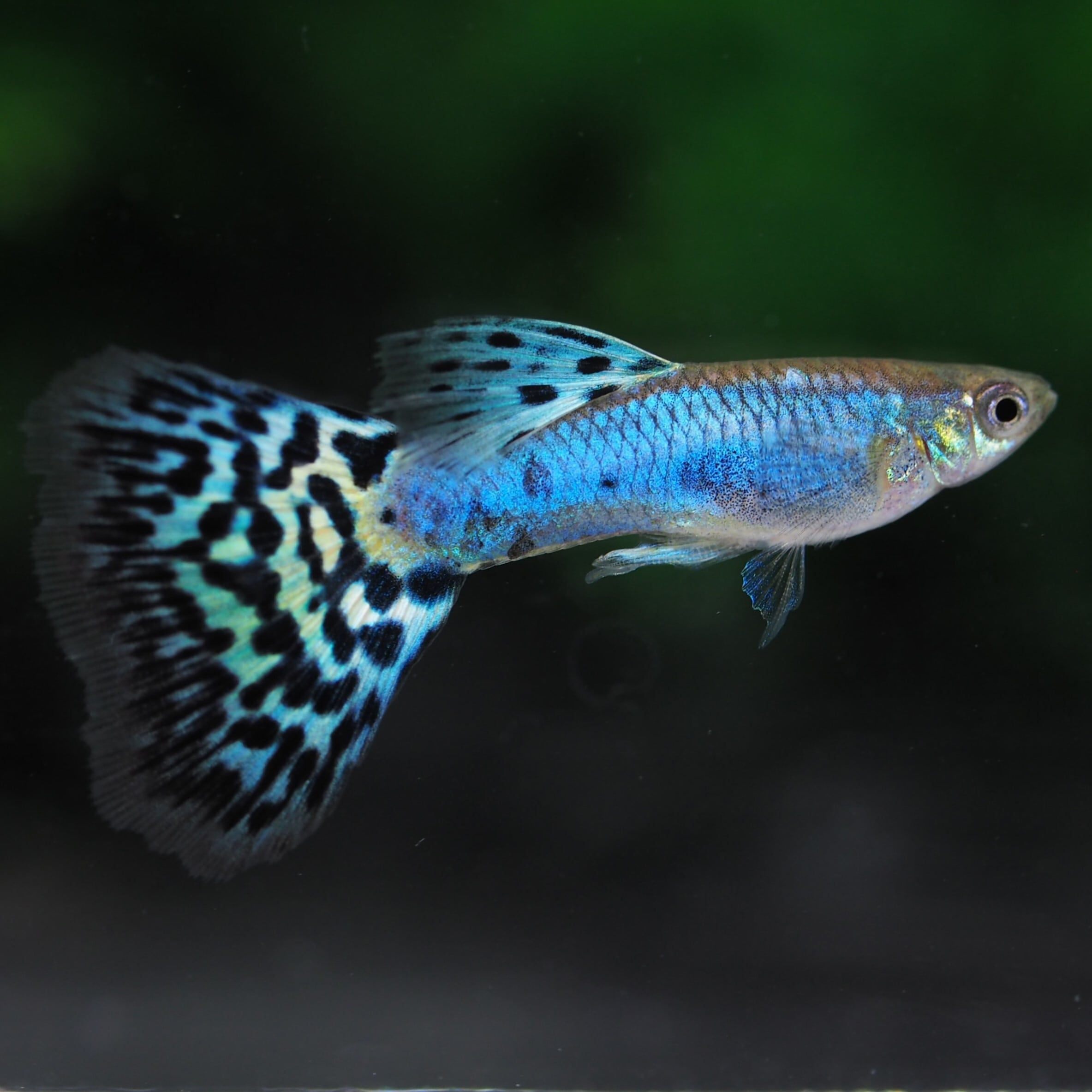 グッピー様専用 NO.1 【公式通販】