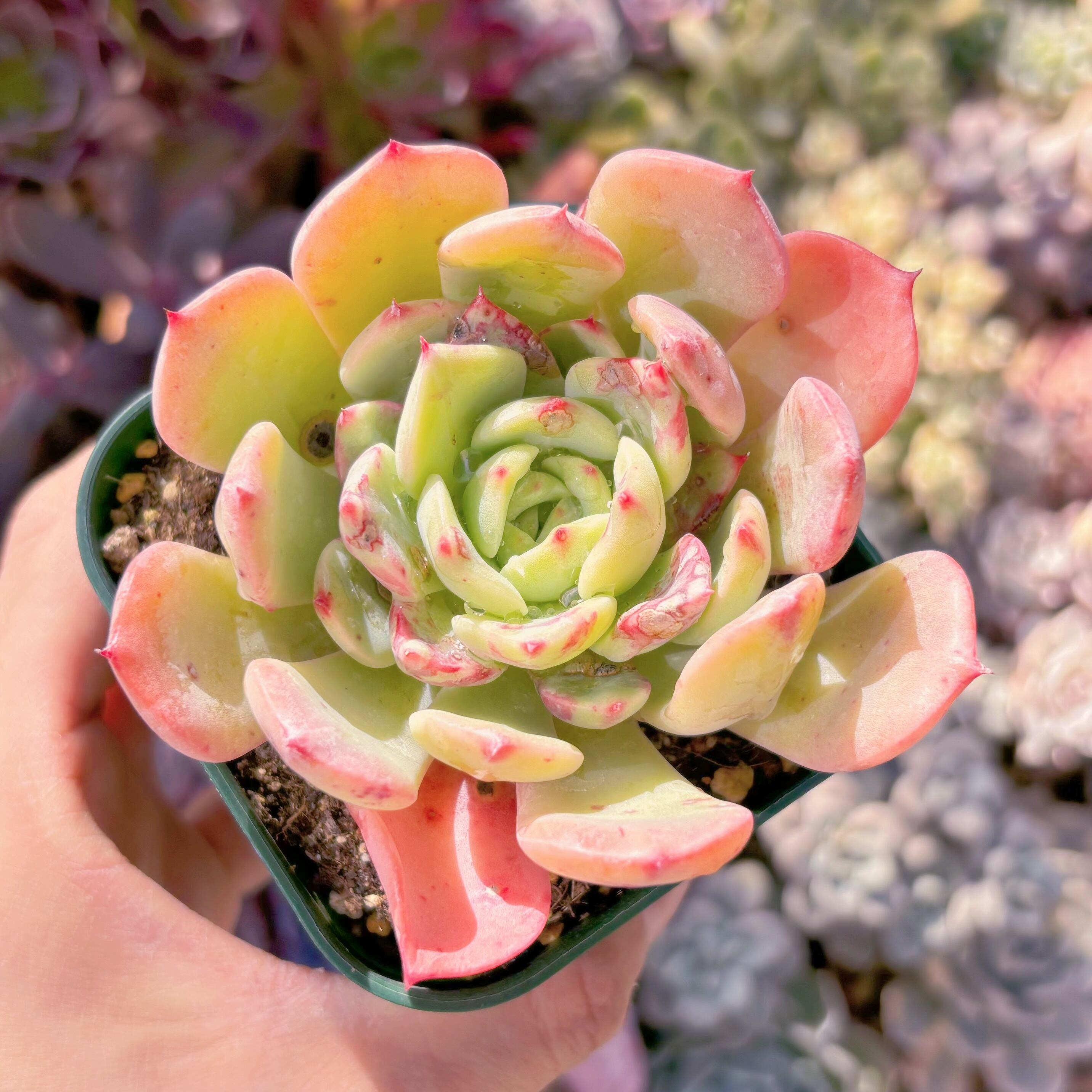 現品　サーモン#721　古株　新入荷　るる農園