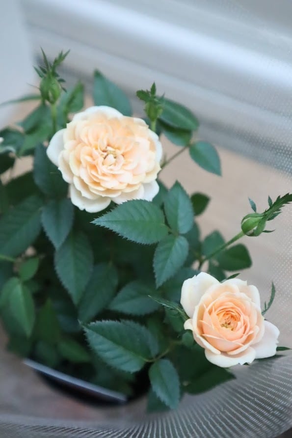 花苗 ミニバラ 『モカフェローズ』 3.5号硬質ポット 薔薇