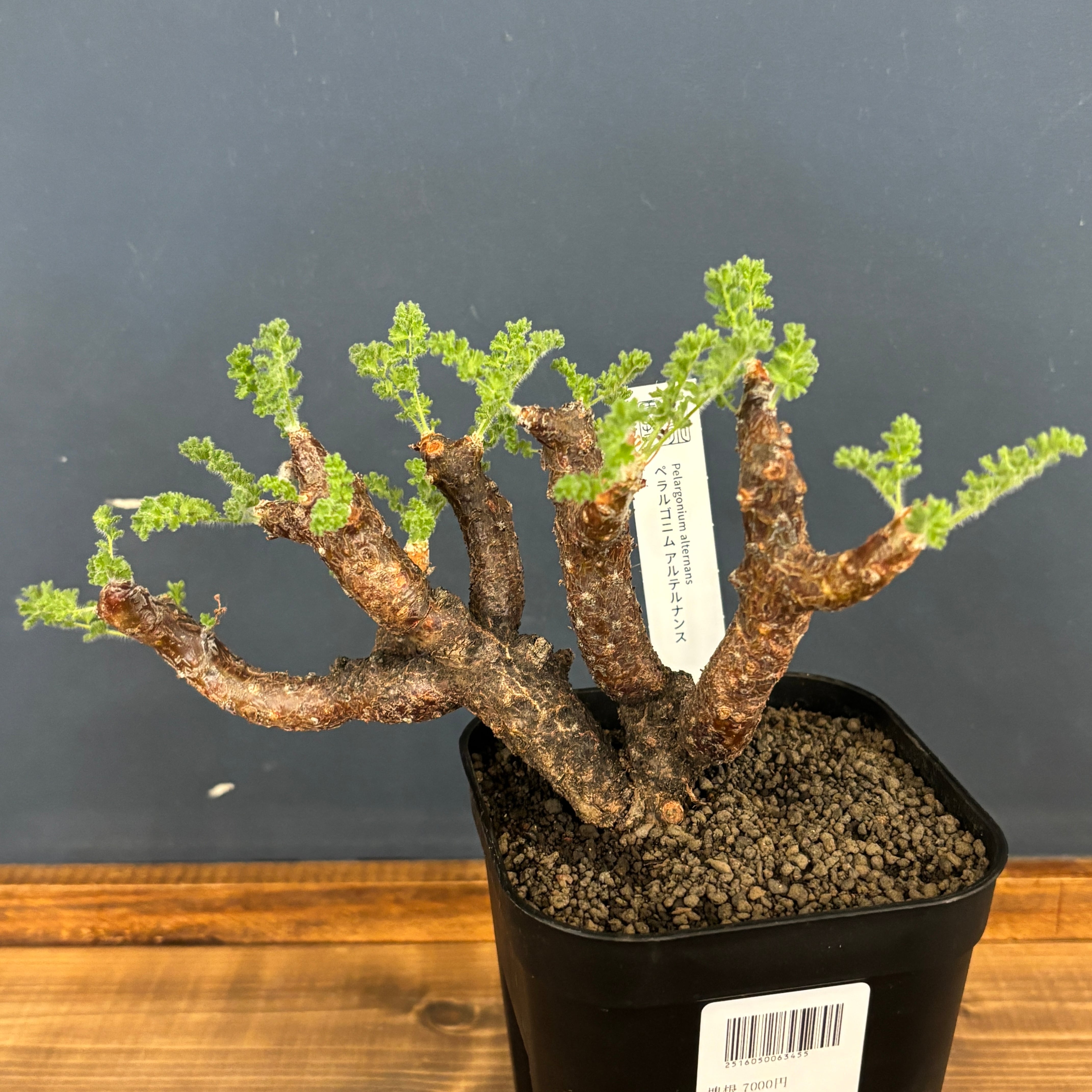 塊根植物 | PROTOLEAF プロトリーフ