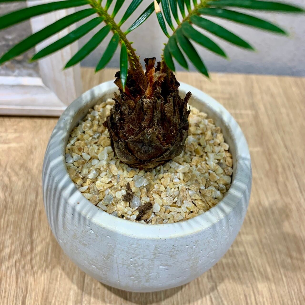 一点もの【ソテツ】|観葉植物|ソテツ科|ゆっくり生長|陶器 一点もの【ソテツ】|観葉植物|ソテツ科|ゆっくり生長|陶器