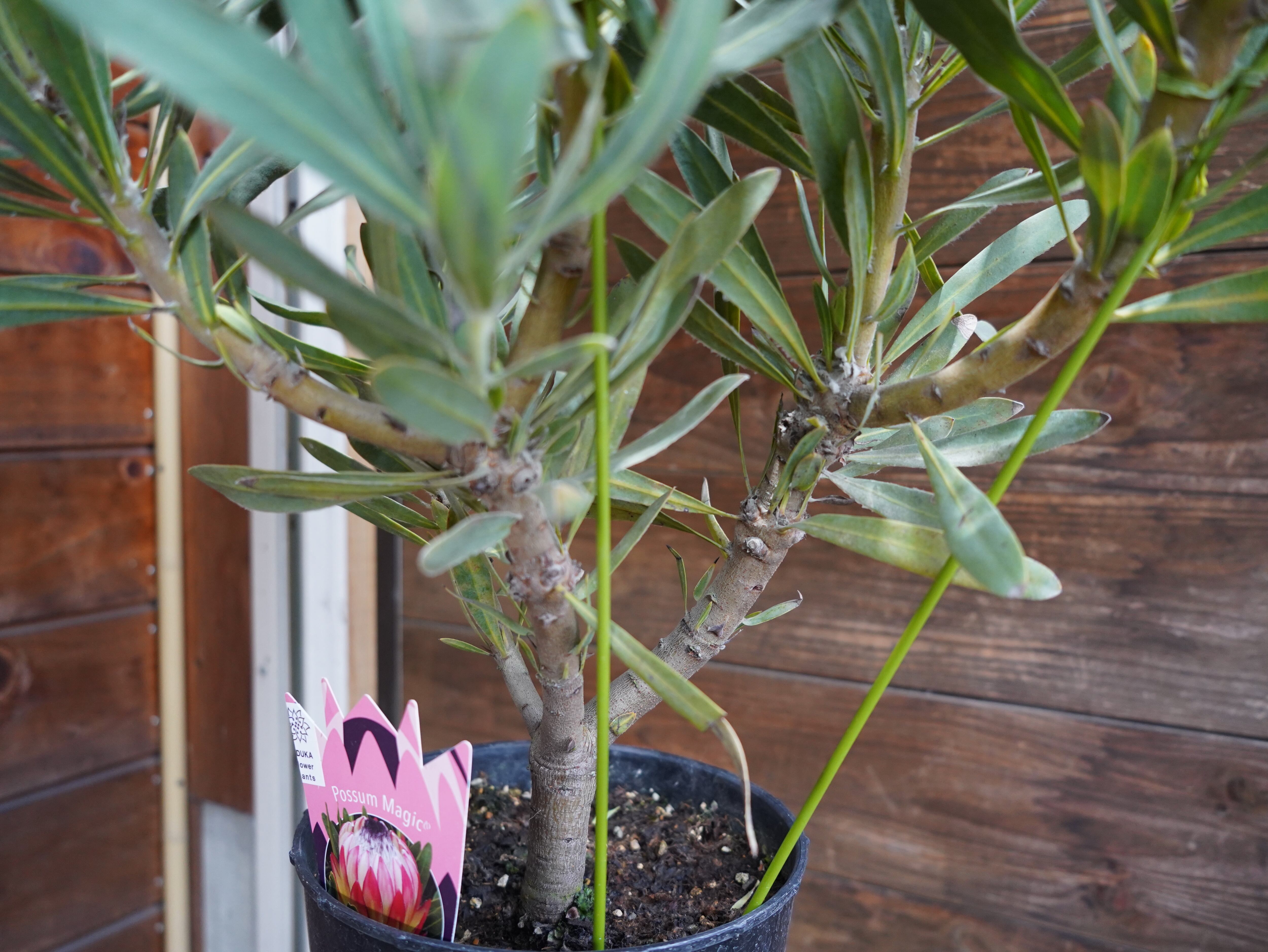 【現物】プロテア　”ポッサムマジック”