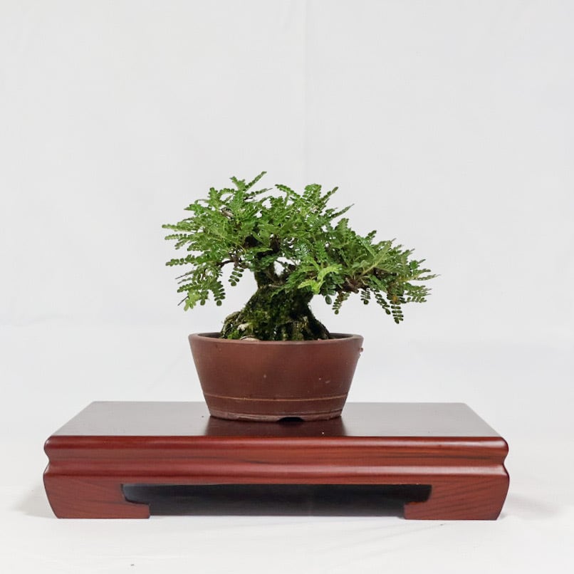 磯山椒（小品盆栽） 磯山椒盆栽（KM-002） | 和の暮らし盆栽店 | 公式オンラインショップ