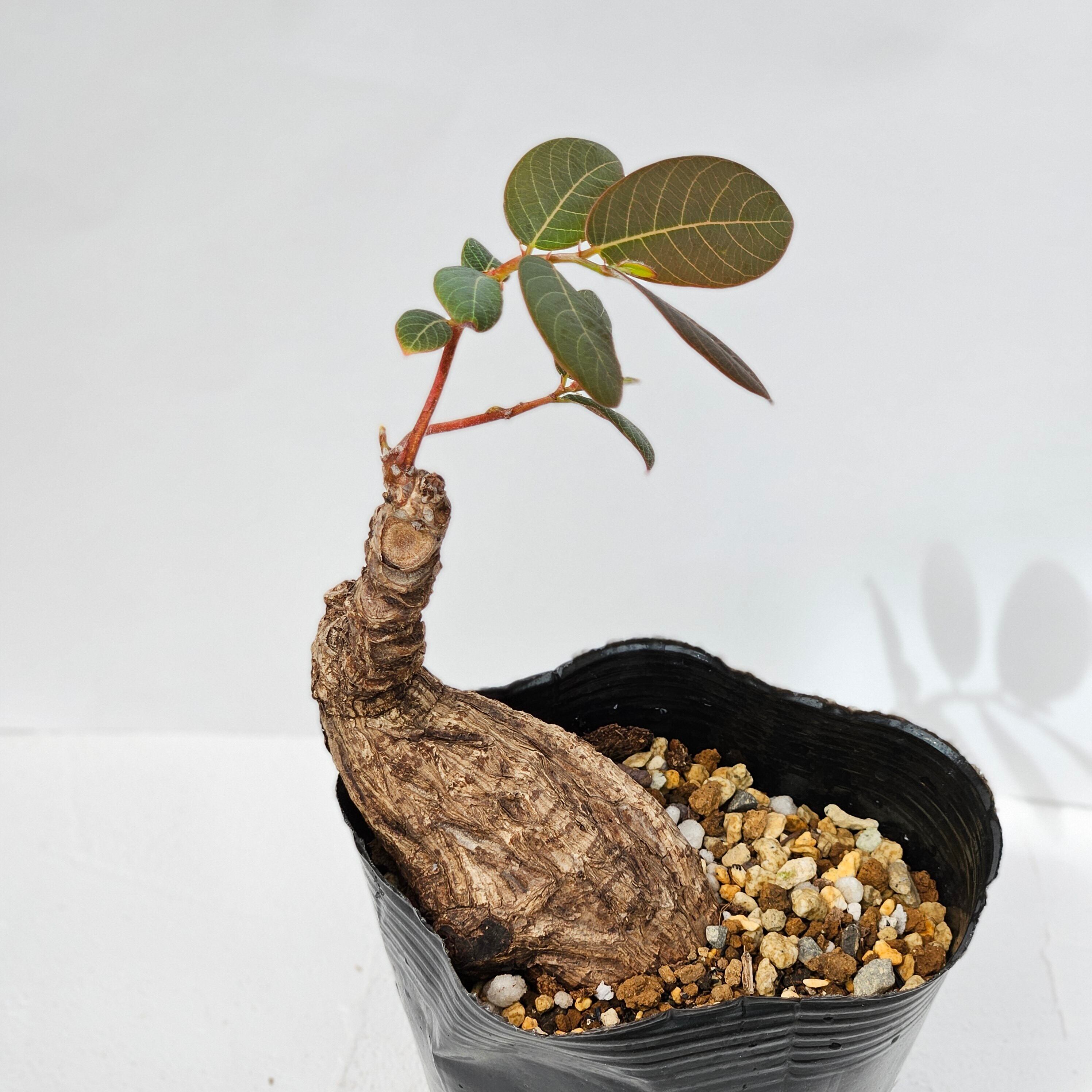 ⑧〚フィランサス・ミラビリス〛Phyllanthus Mirabilis 抜き苗 発芽済