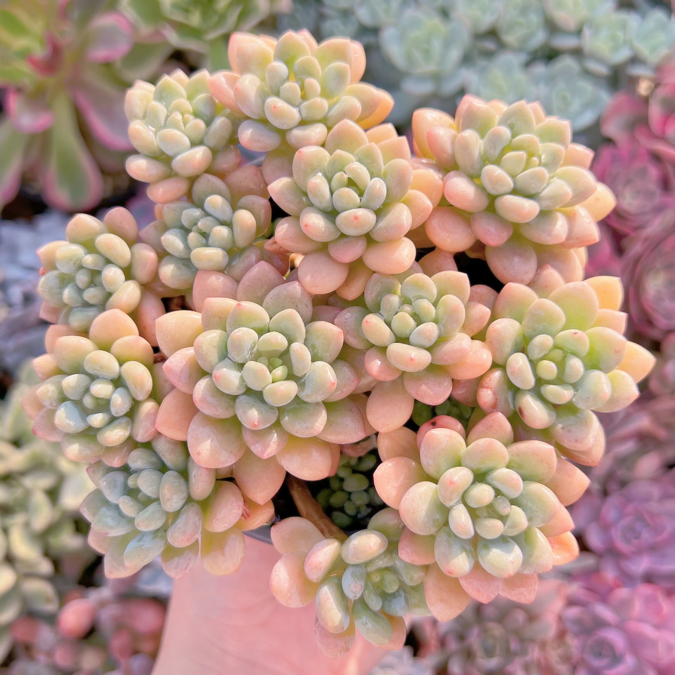 現品　ロココ#235   特大群生　るる農園