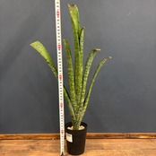 ケスネリア マルモラータ【782】