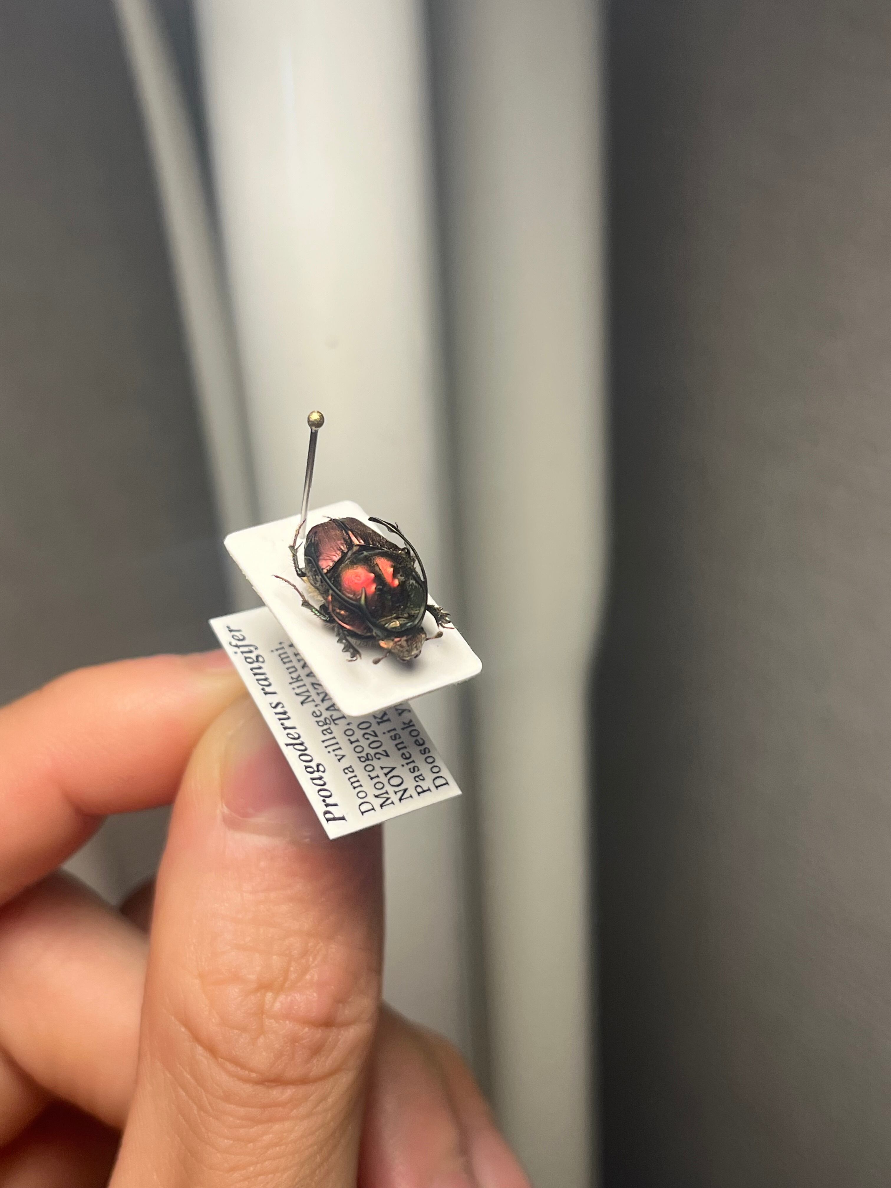13mm♂】赤シカツノエンマコガネ フンチュウ糞虫昆虫標本甲虫