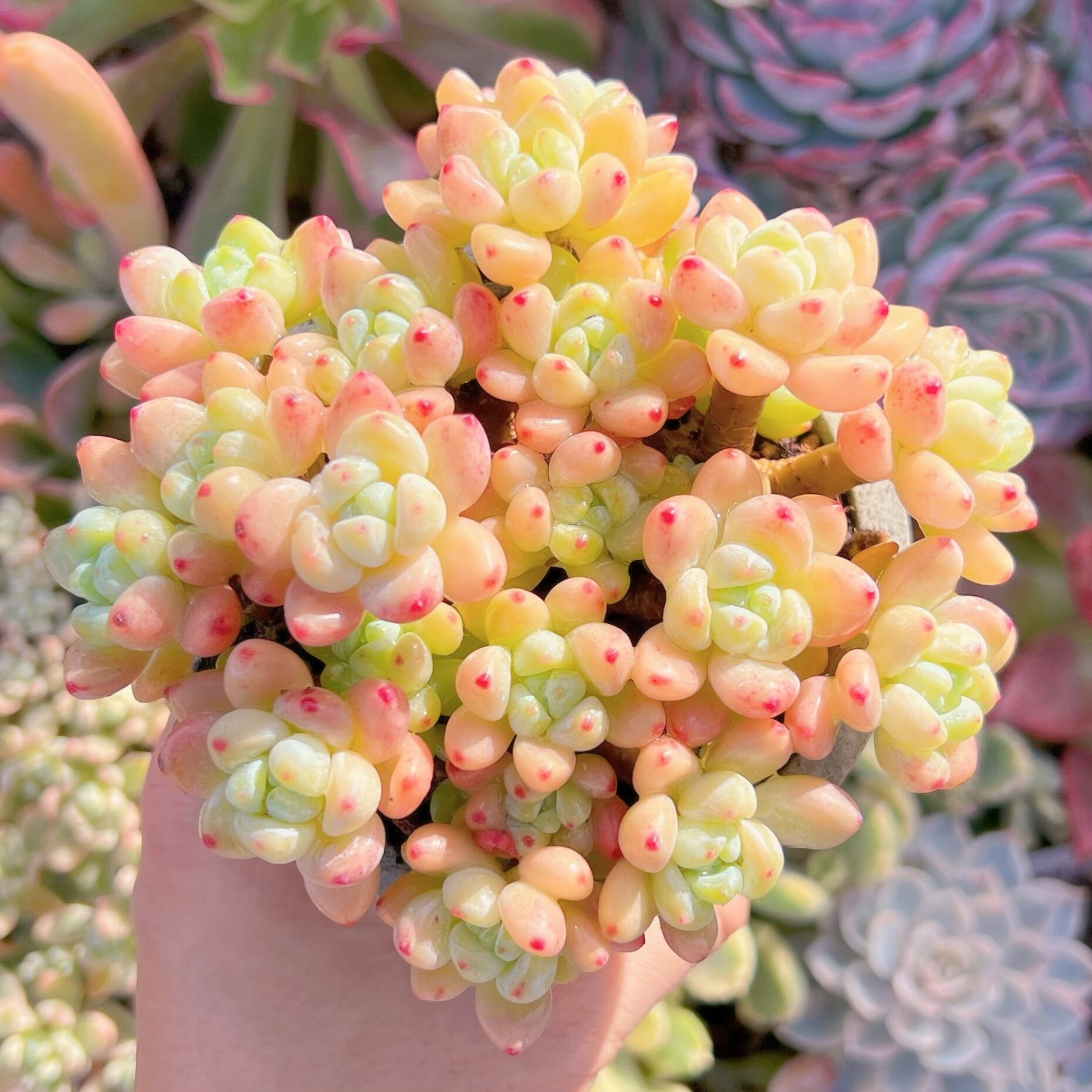 現品　ピンクラウル#761　群生　るる農園