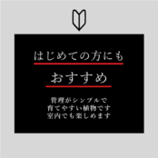 ユッカ エレファンティペス 7号