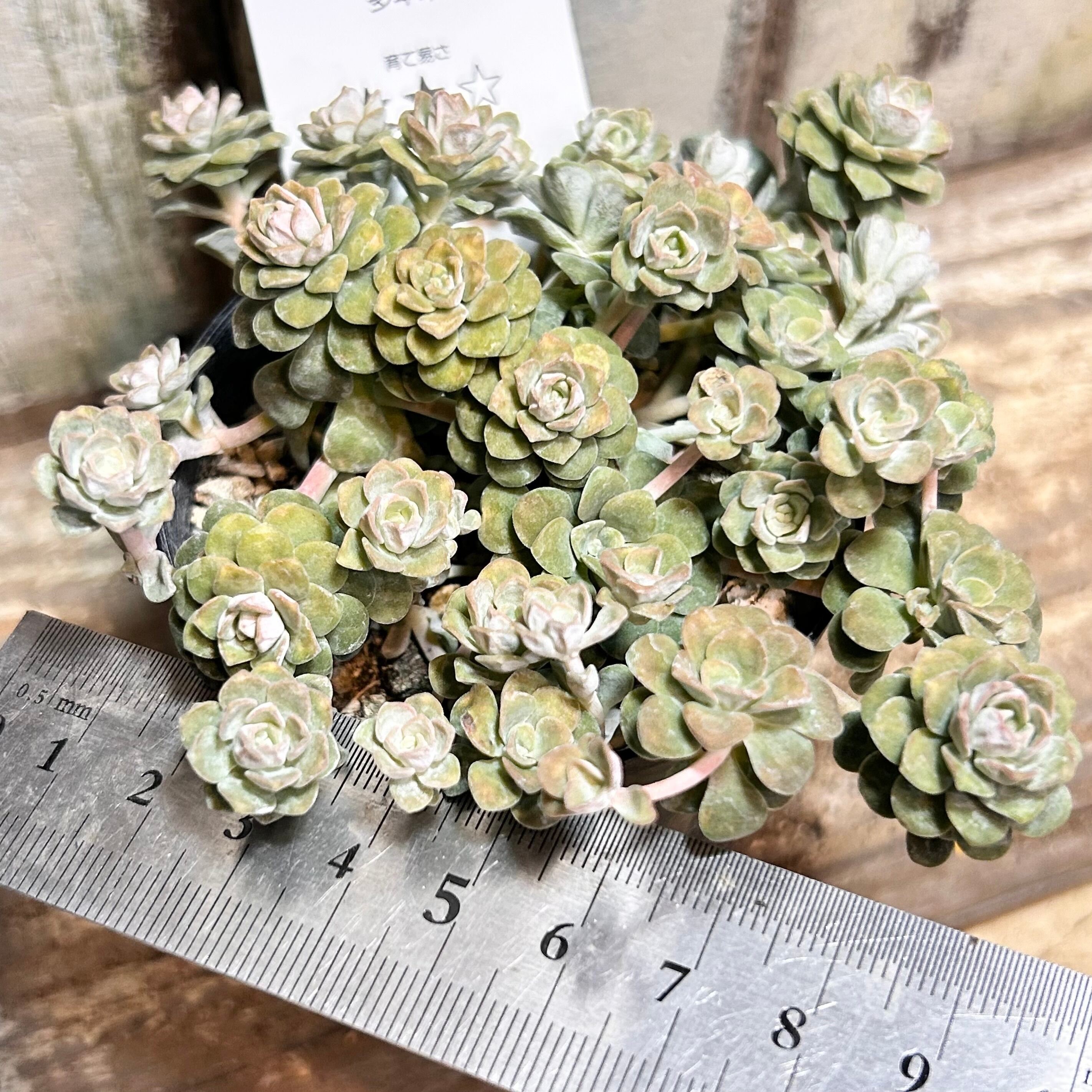 白雪ミセバヤ | RuPo 多肉植物専門店